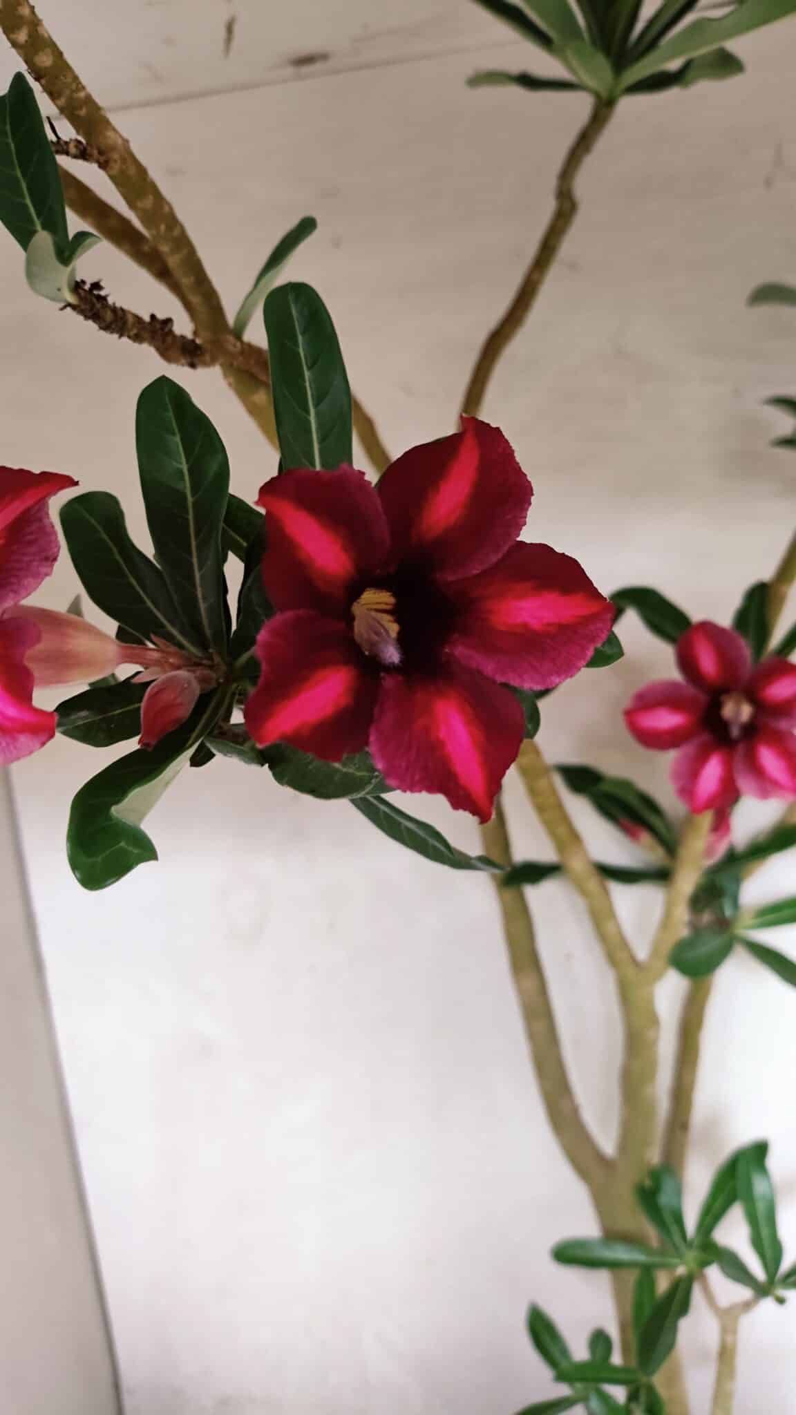 Planta Simples 3379 – 60cm – 04 anos - imagem 3
