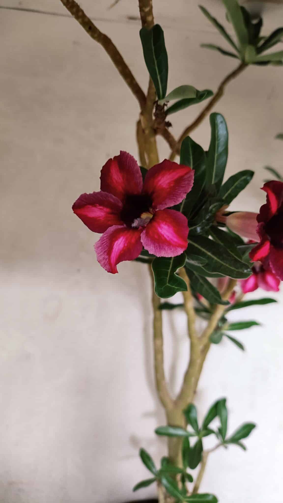 Planta Simples 3379 – 60cm – 04 anos - imagem 4