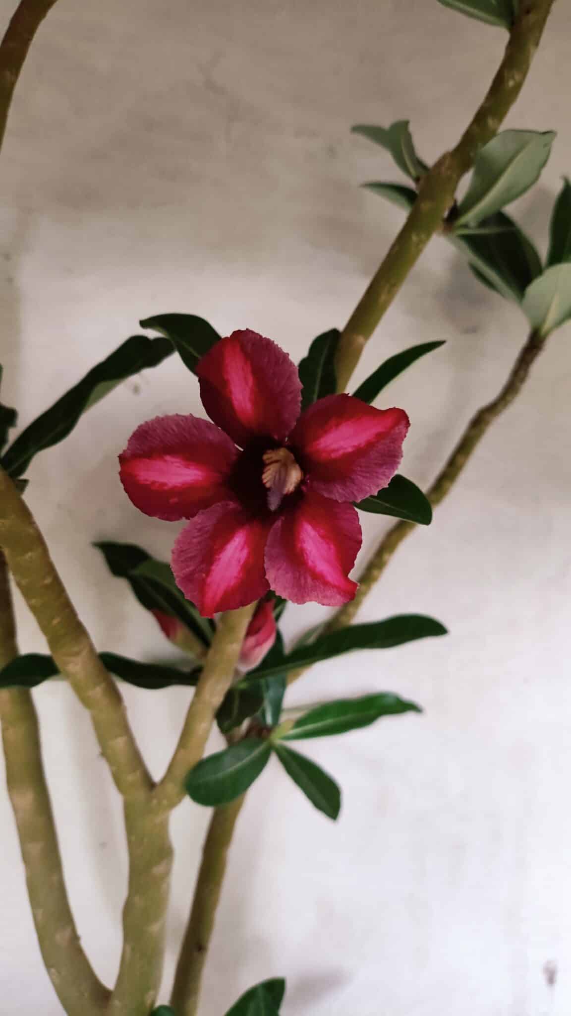 Planta Simples 3379 – 60cm – 04 anos - imagem 5