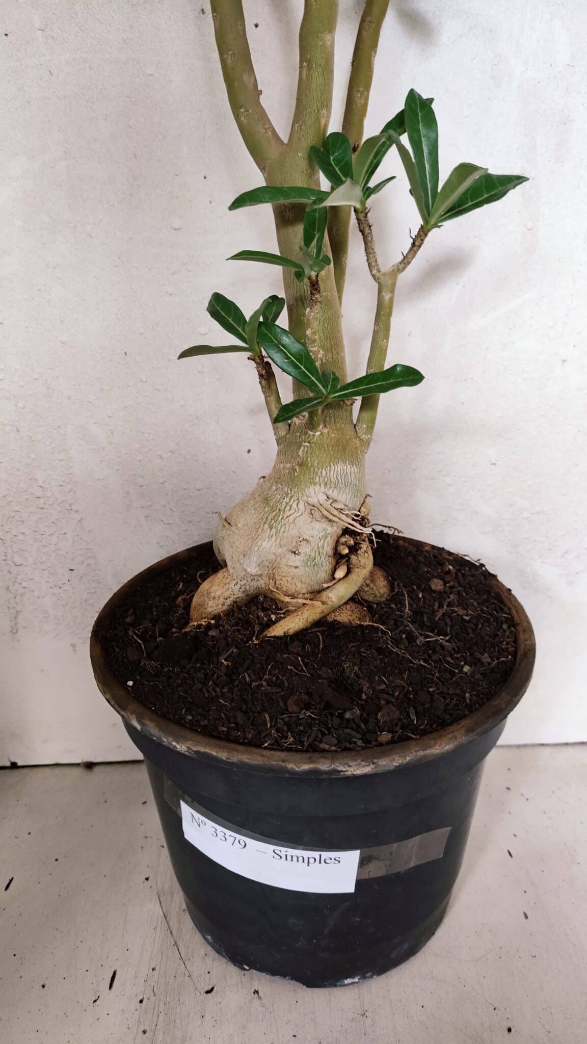 Planta Simples 3379 – 60cm – 04 anos - imagem 6