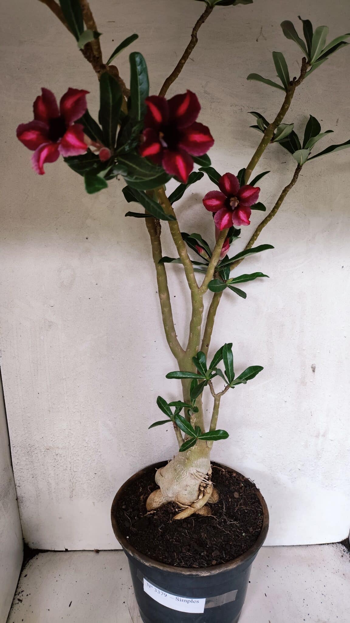 Planta Simples 3379 – 60cm – 04 anos - imagem 10
