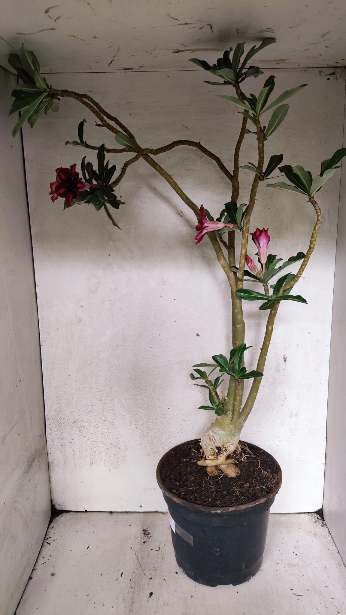 Planta Simples 3379 – 60cm – 04 anos - imagem 9