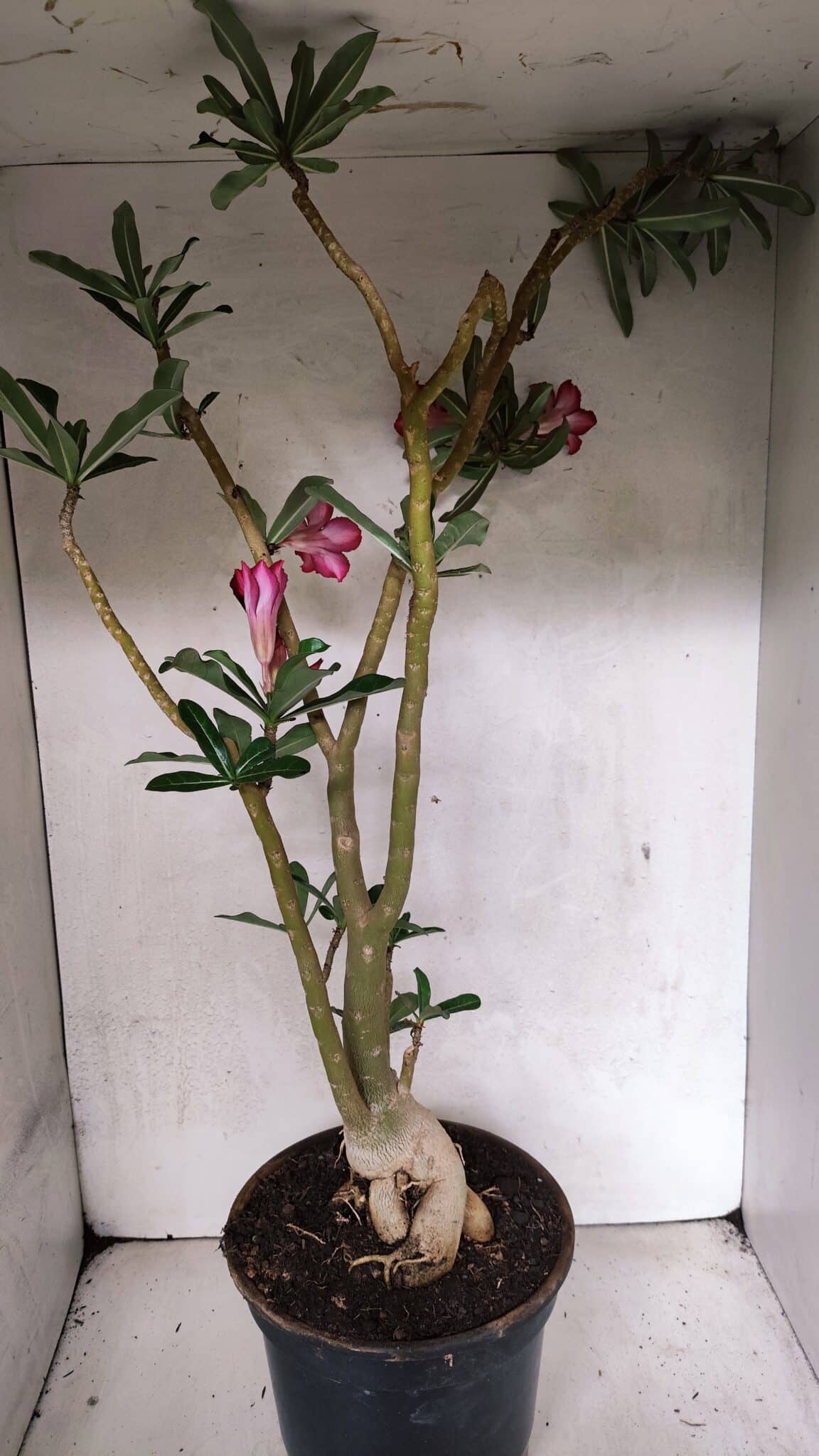 Planta Simples 3379 – 60cm – 04 anos - imagem 8