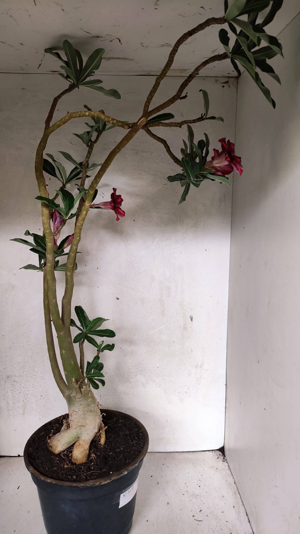 Planta Simples 3379 – 60cm – 04 anos - imagem 7