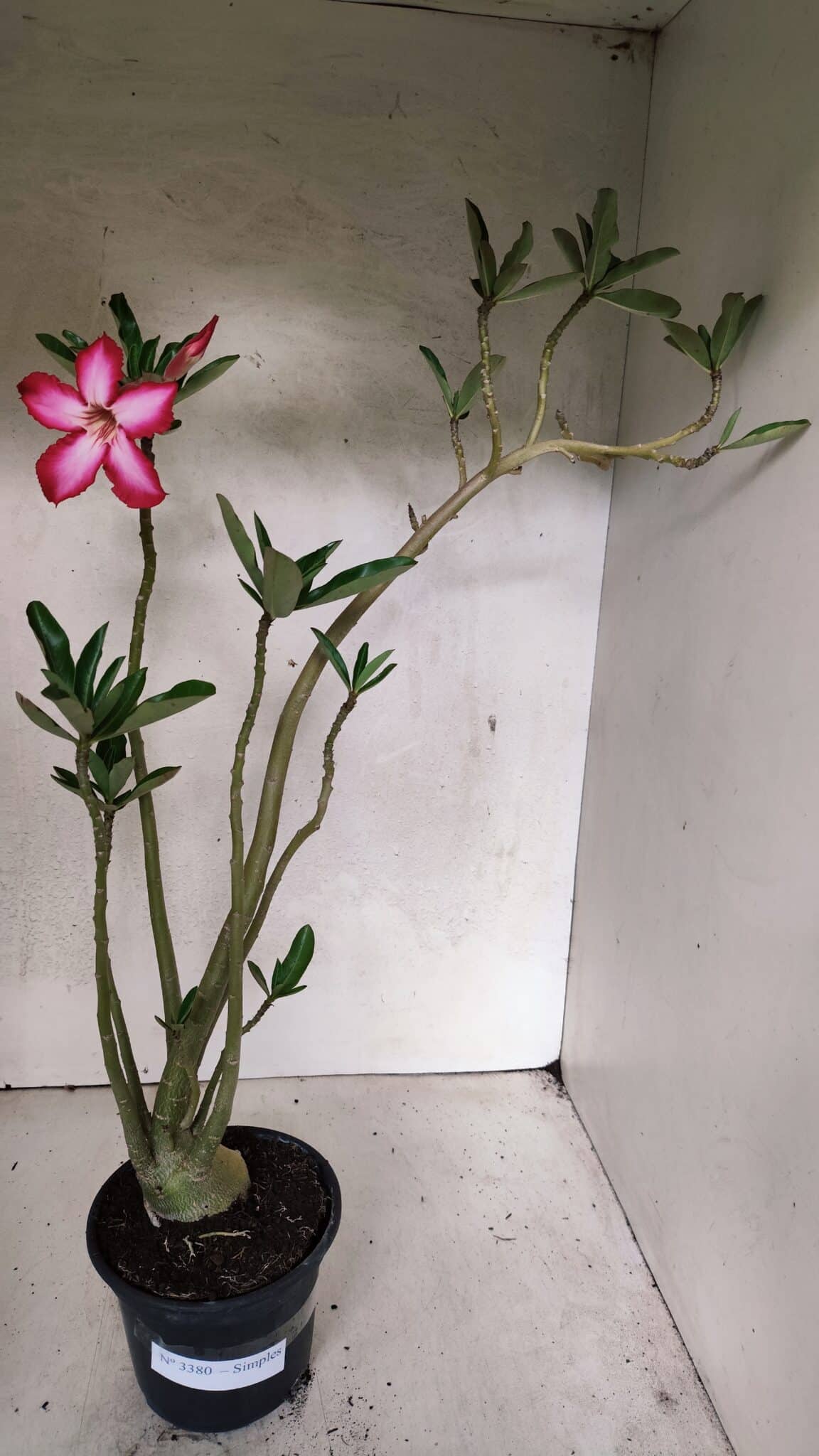 Planta Simples 3380 – 35cm – 03 anos - foto 2