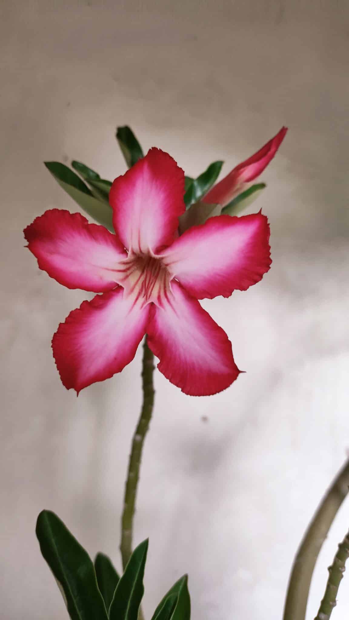 Planta Simples 3380 – 35cm – 03 anos - foto 3