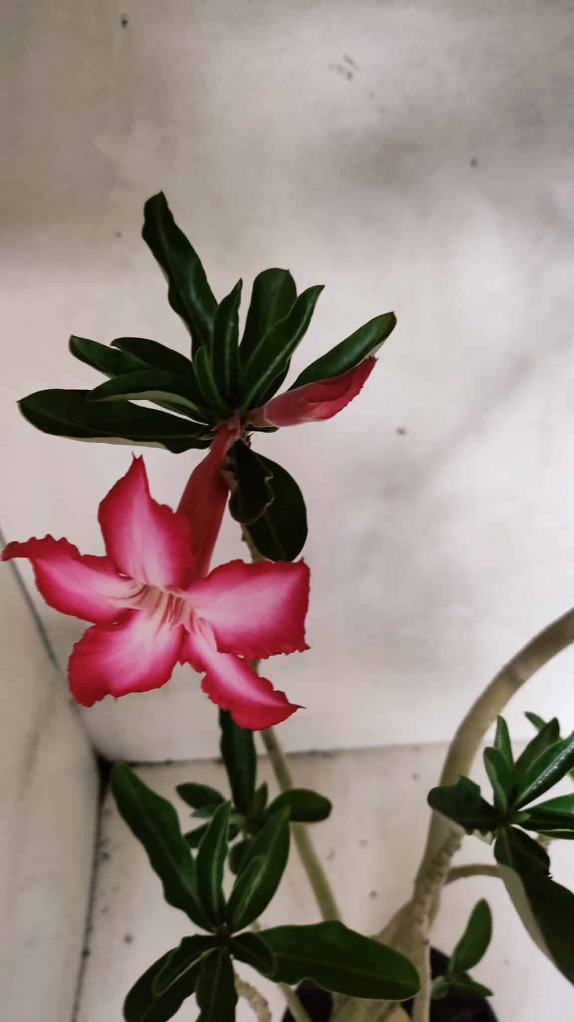 Planta Simples 3380 – 35cm – 03 anos - foto 4