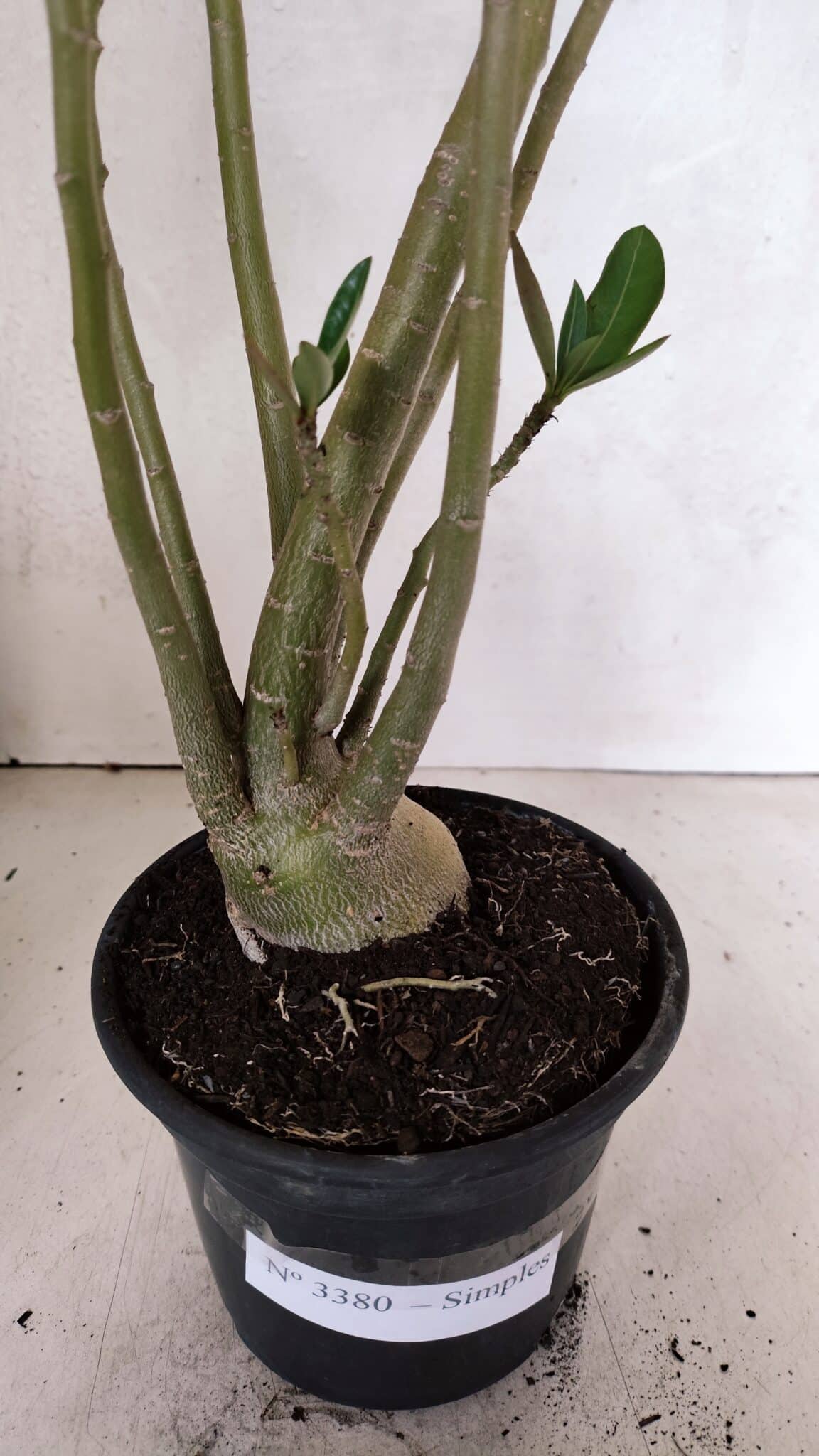 Planta Simples 3380 – 35cm – 03 anos - foto 7