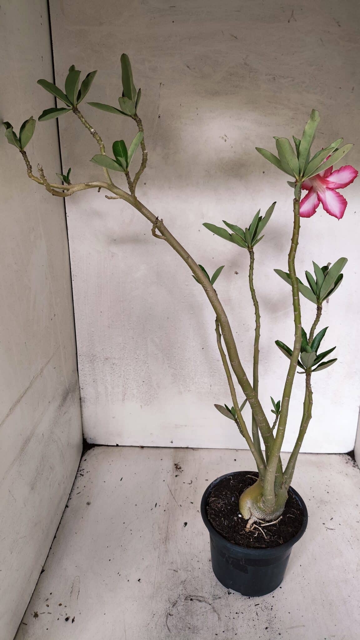 Planta Simples 3380 – 35cm – 03 anos - foto 6