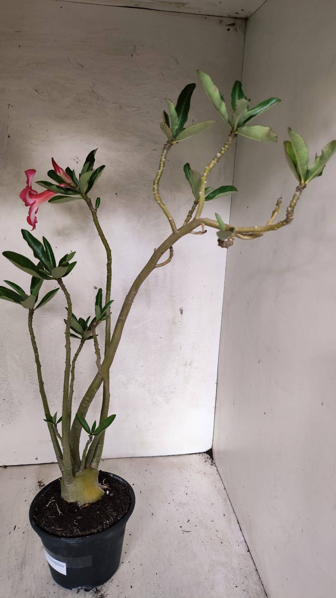 Planta Simples 3380 – 35cm – 03 anos - foto 5