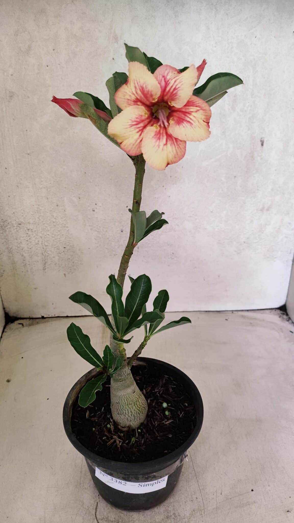 Planta Simples 3382 – 30cm – 02 anos - foto 2