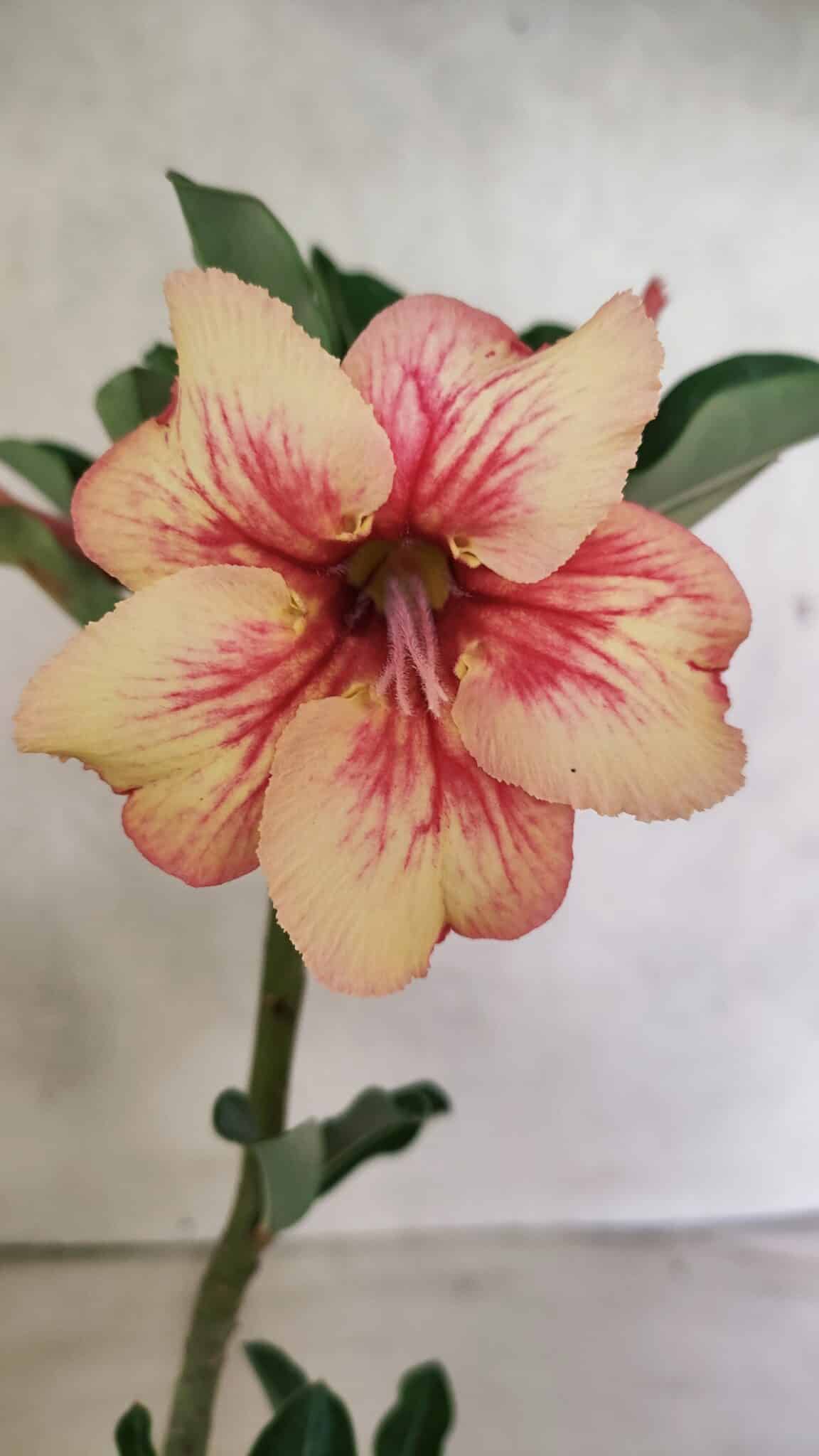 Planta Simples 3382 – 30cm – 02 anos - foto 3