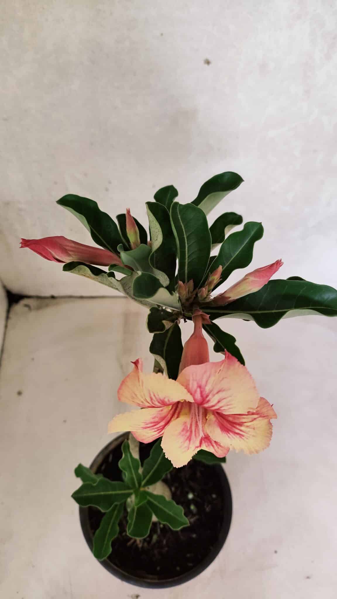 Planta Simples 3382 – 30cm – 02 anos - foto 4
