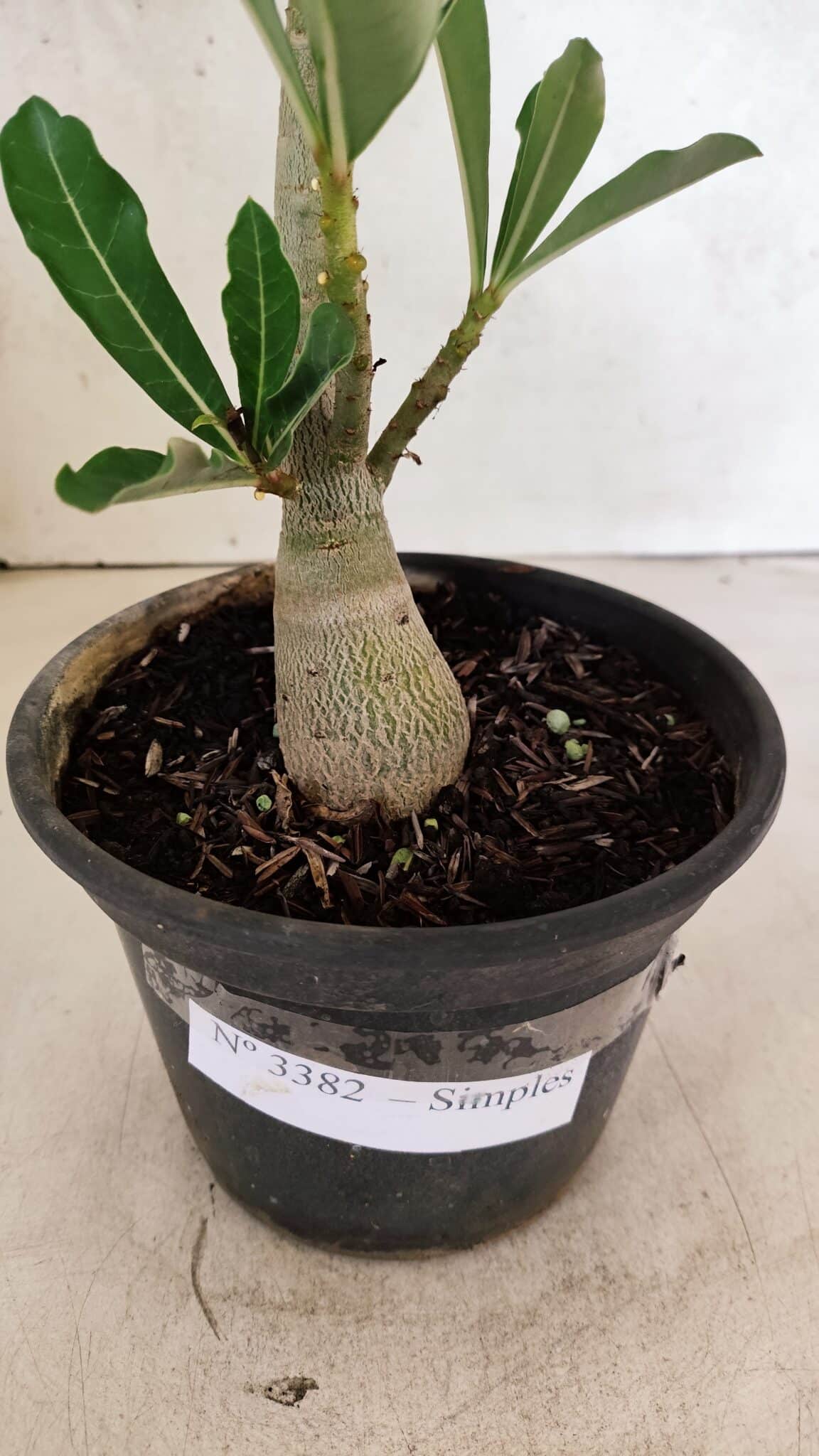 Planta Simples 3382 – 30cm – 02 anos - foto 6