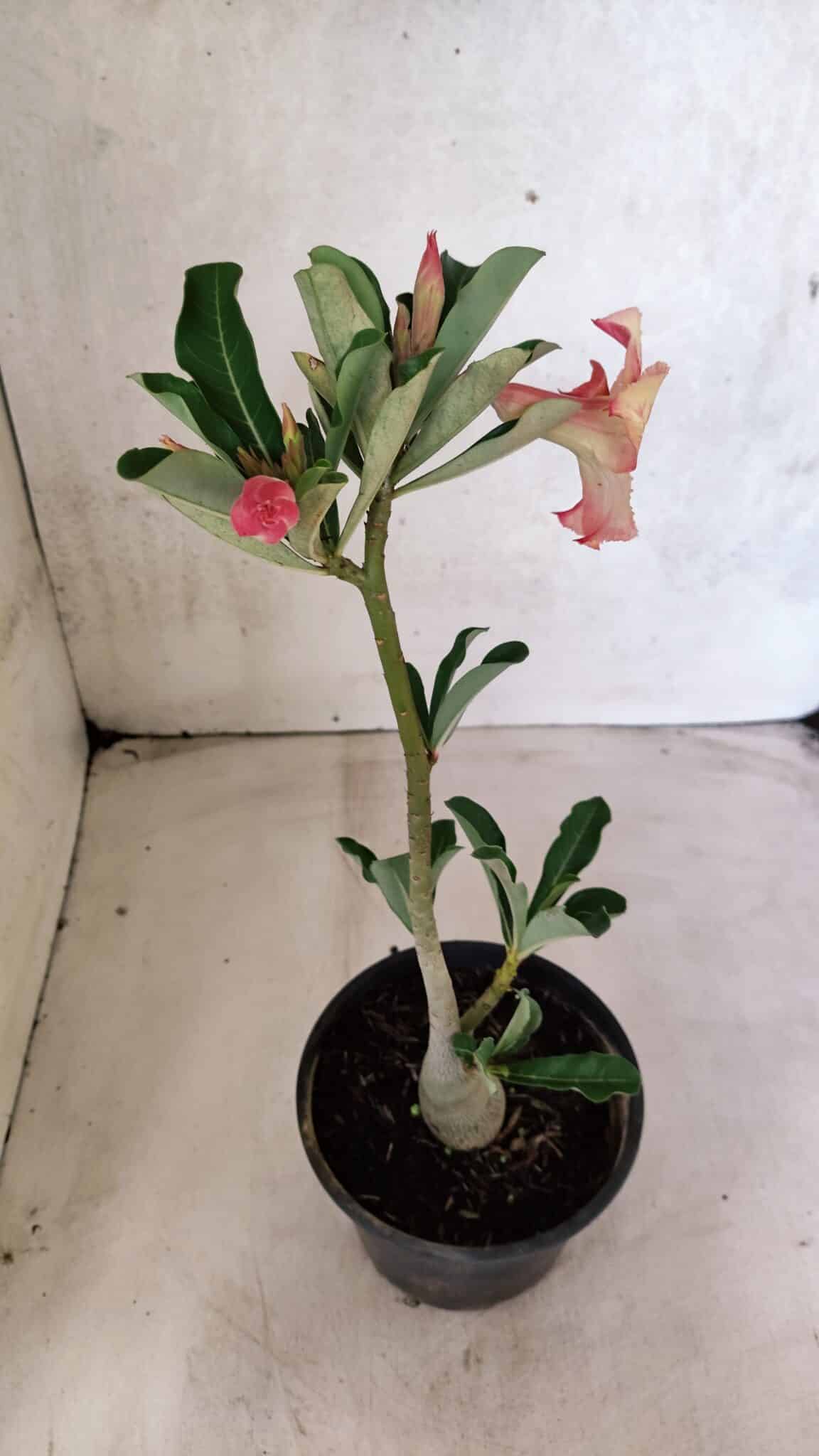 Planta Simples 3382 – 30cm – 02 anos - foto 5