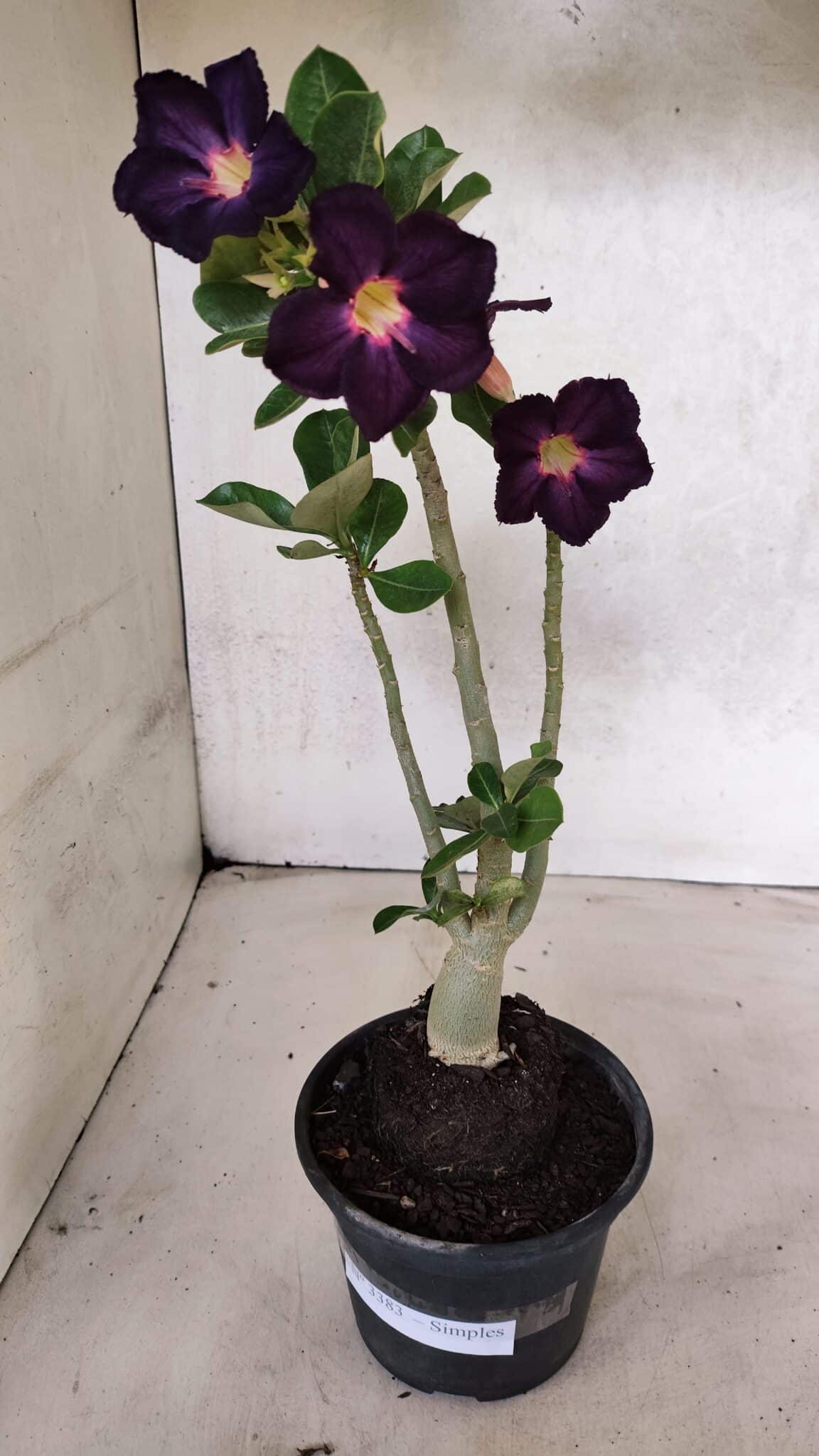 Planta Simples 3383 – 30cm – 02 anos - foto 2