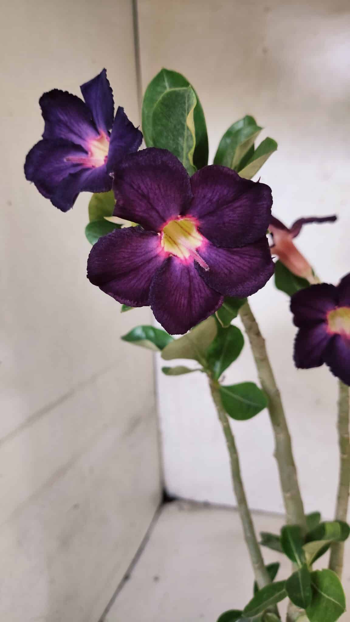 Planta Simples 3383 – 30cm – 02 anos - foto 5
