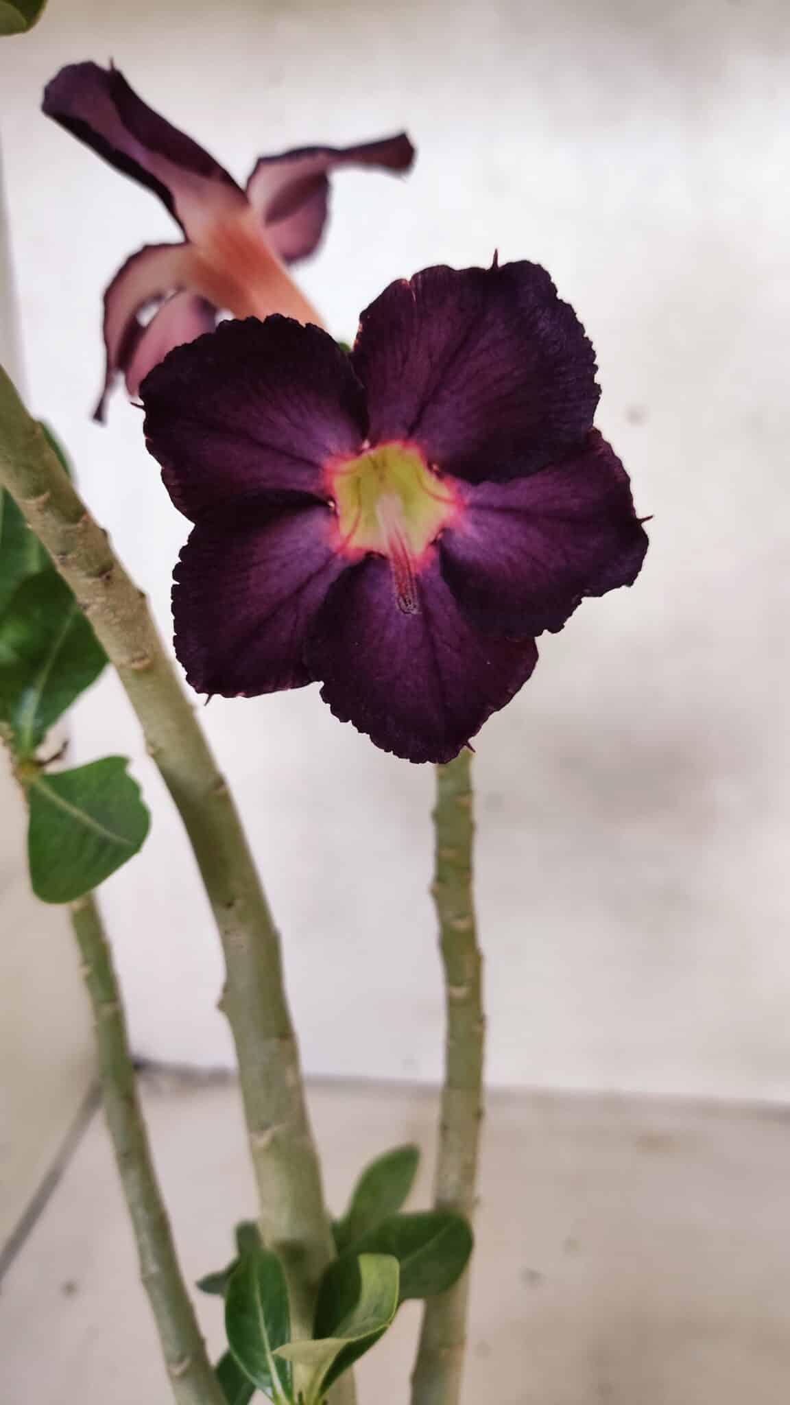 Planta Simples 3383 – 30cm – 02 anos - foto 3