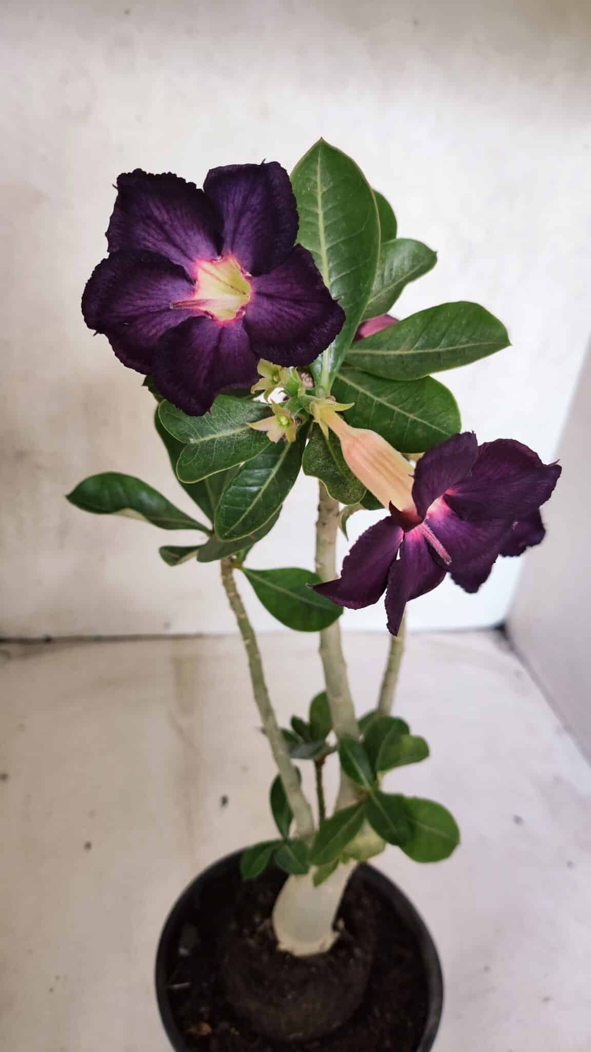 Planta Simples 3383 – 30cm – 02 anos - foto 4