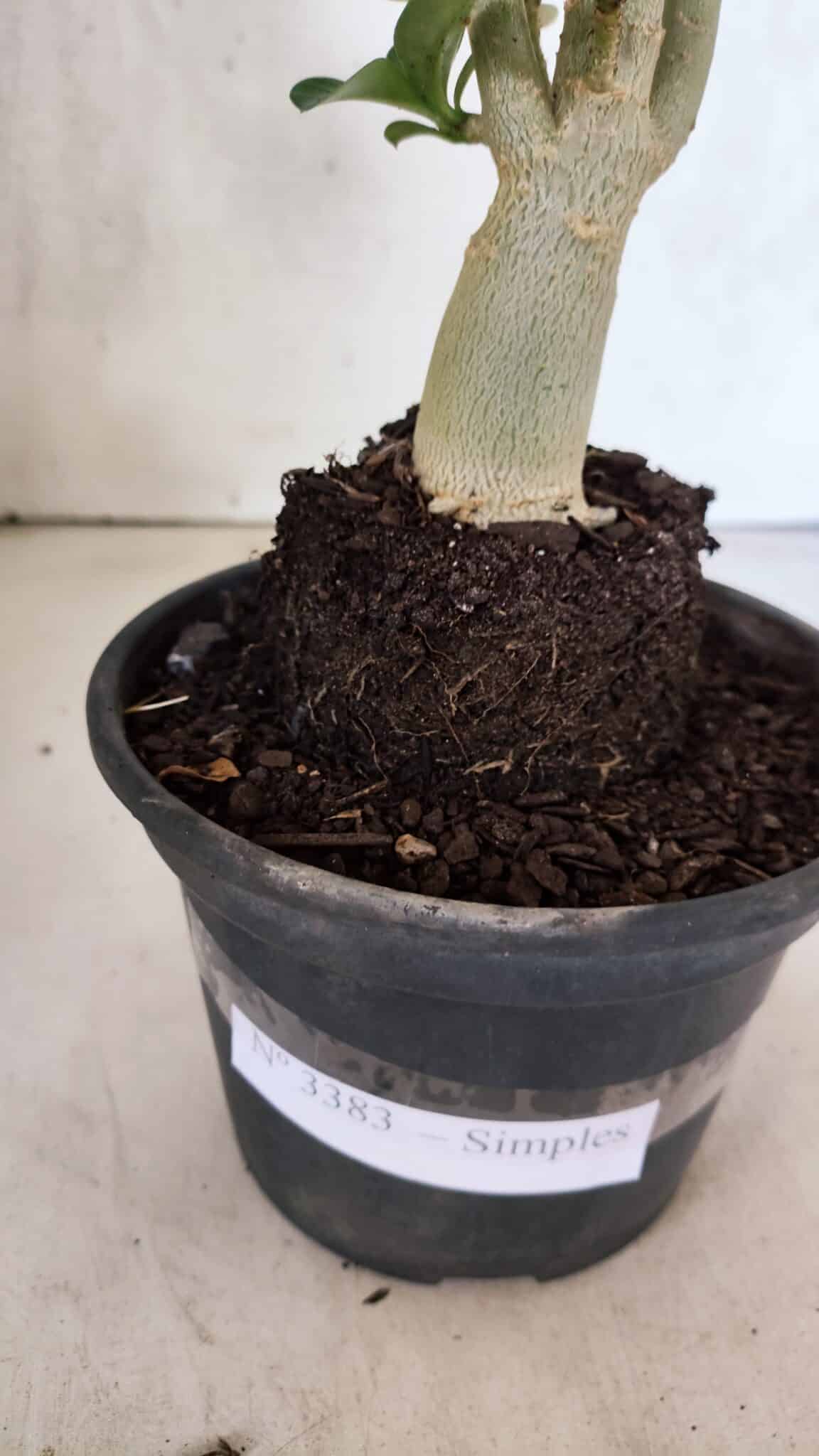 Planta Simples 3383 – 30cm – 02 anos - foto 8