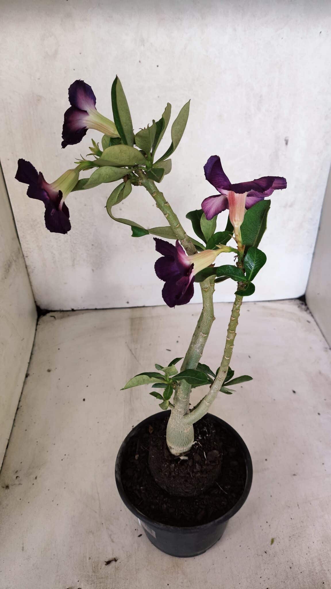 Planta Simples 3383 – 30cm – 02 anos - foto 7