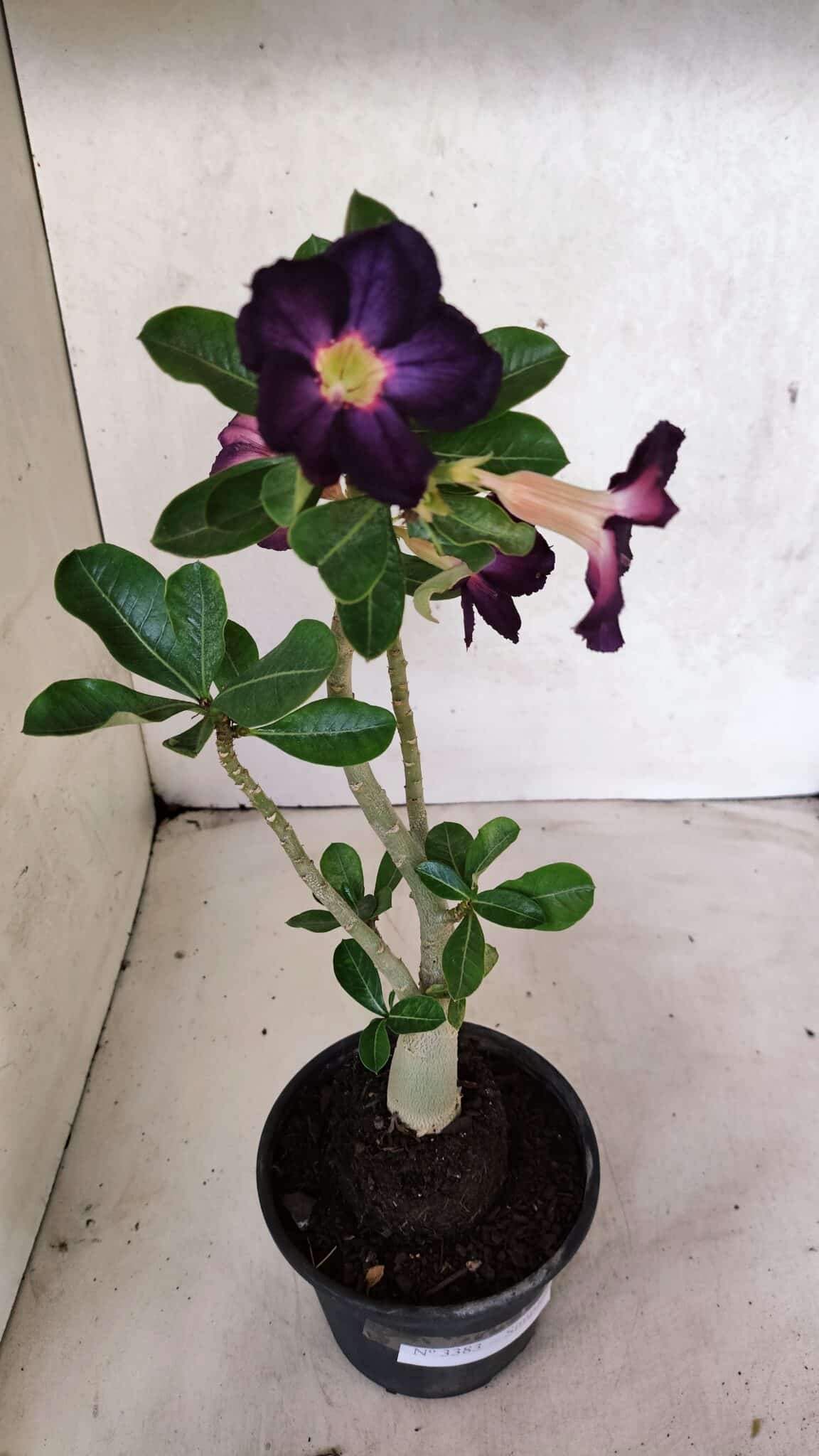 Planta Simples 3383 – 30cm – 02 anos - foto 6