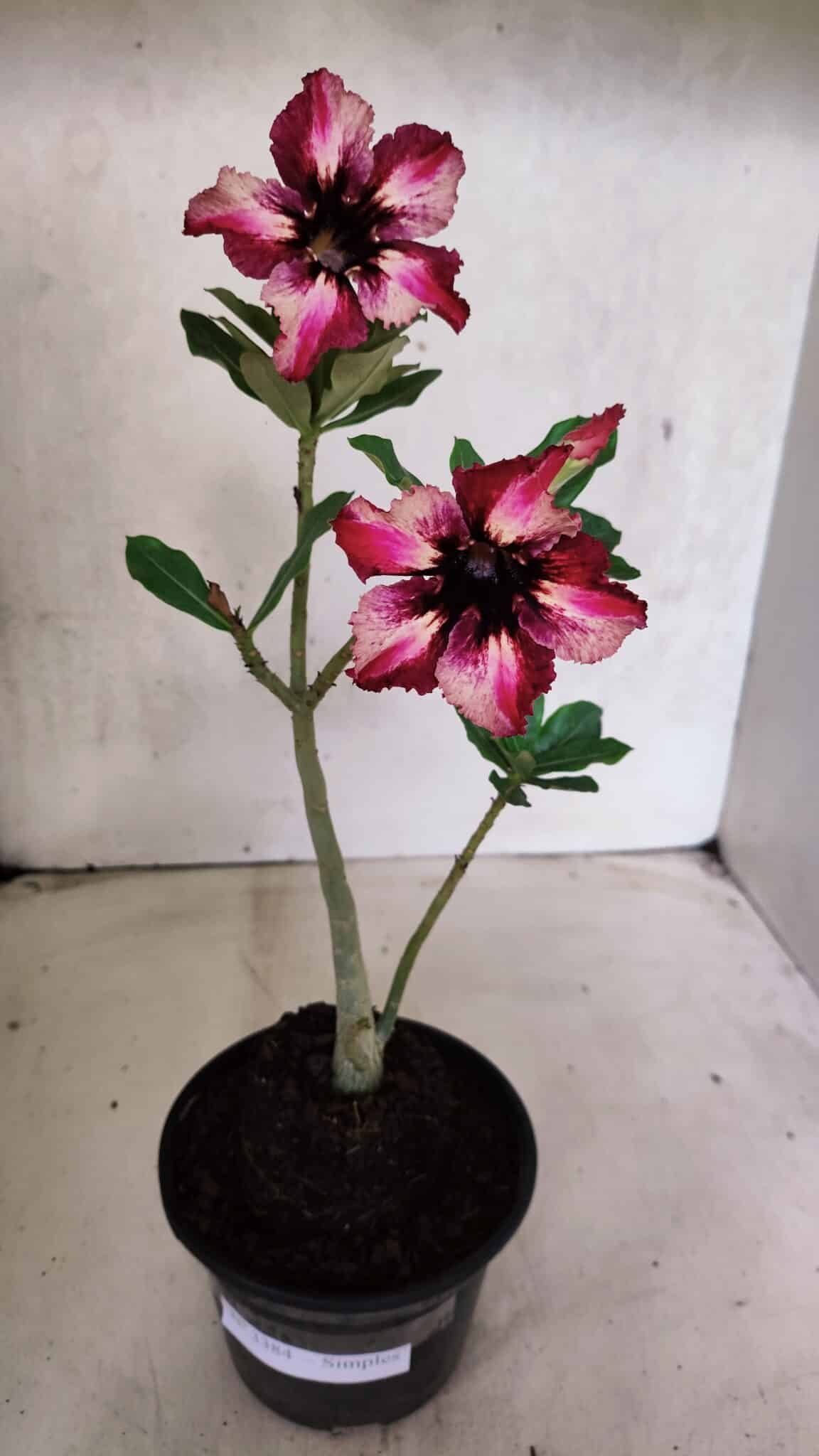 Planta Simples 3384 – 30cm – 02 anos - foto 2