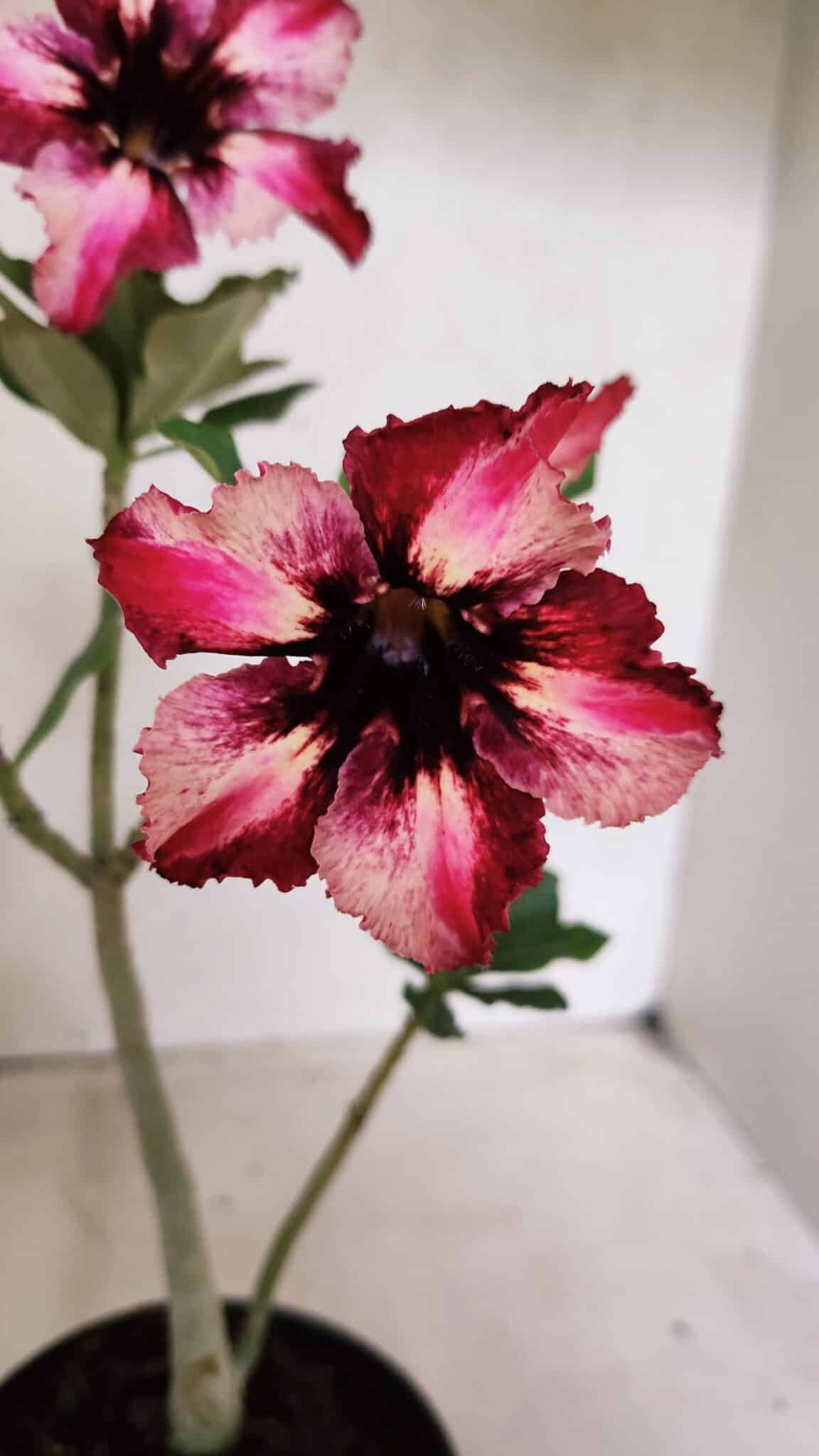 Planta Simples 3384 – 30cm – 02 anos - foto 3