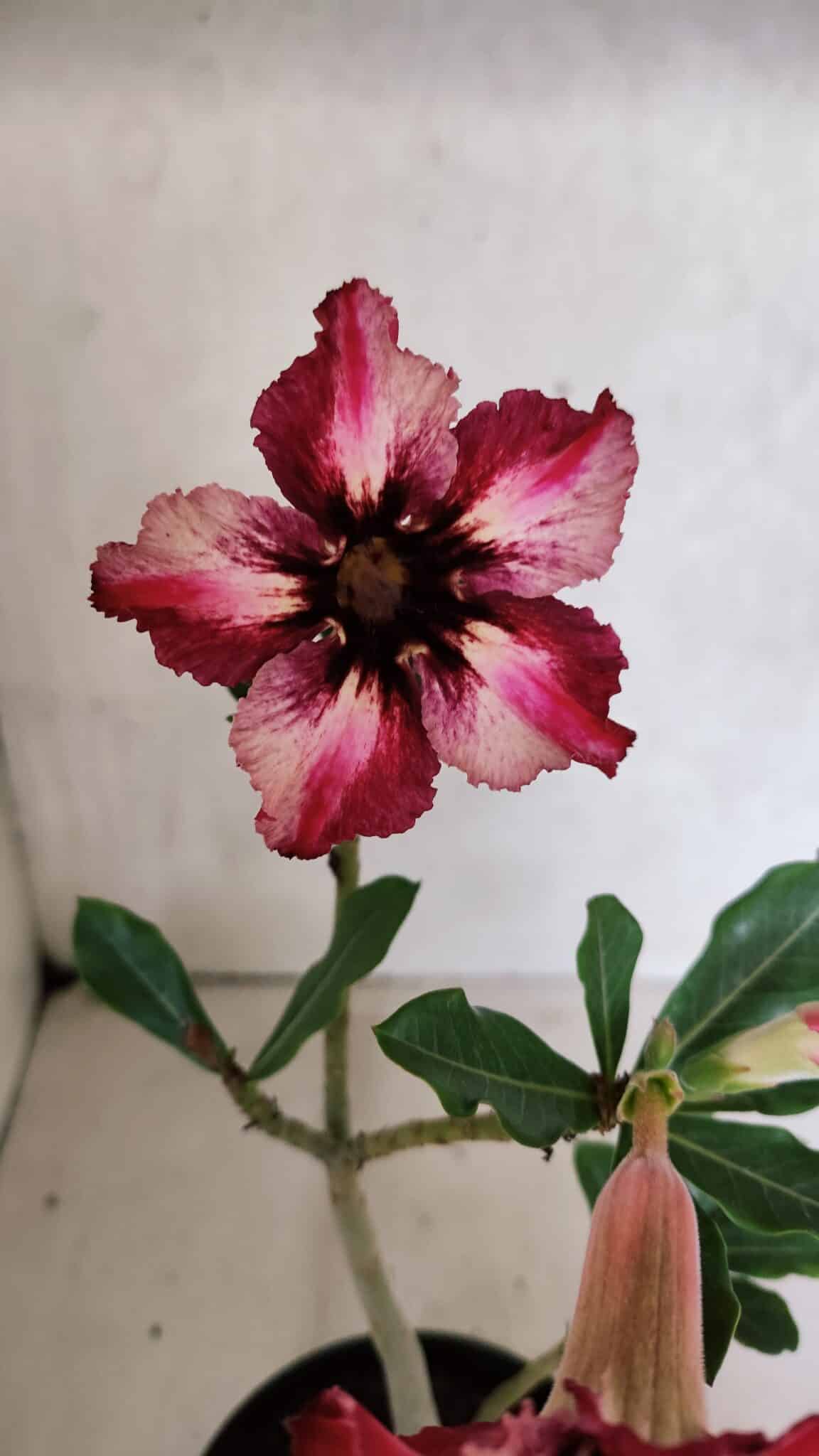 Planta Simples 3384 – 30cm – 02 anos - foto 4