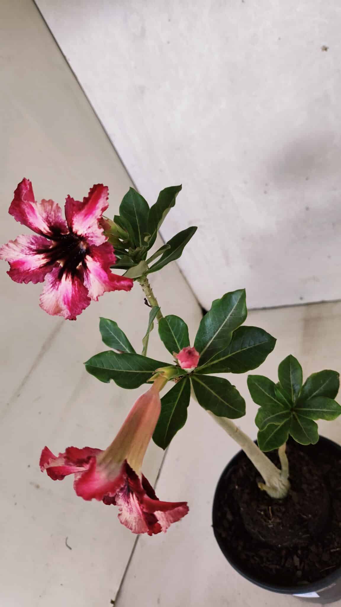 Planta Simples 3384 – 30cm – 02 anos - foto 5