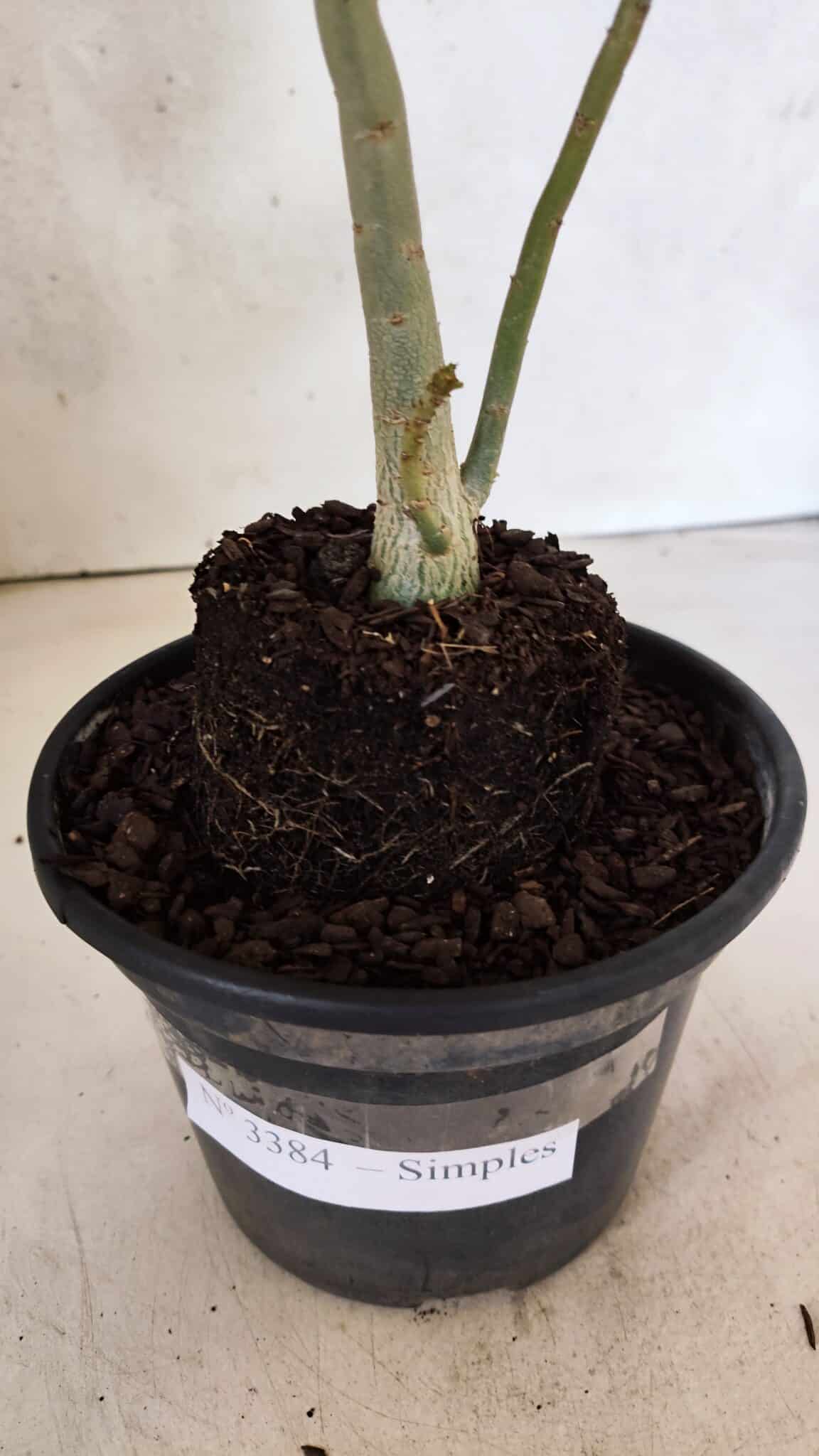 Planta Simples 3384 – 30cm – 02 anos - foto 7