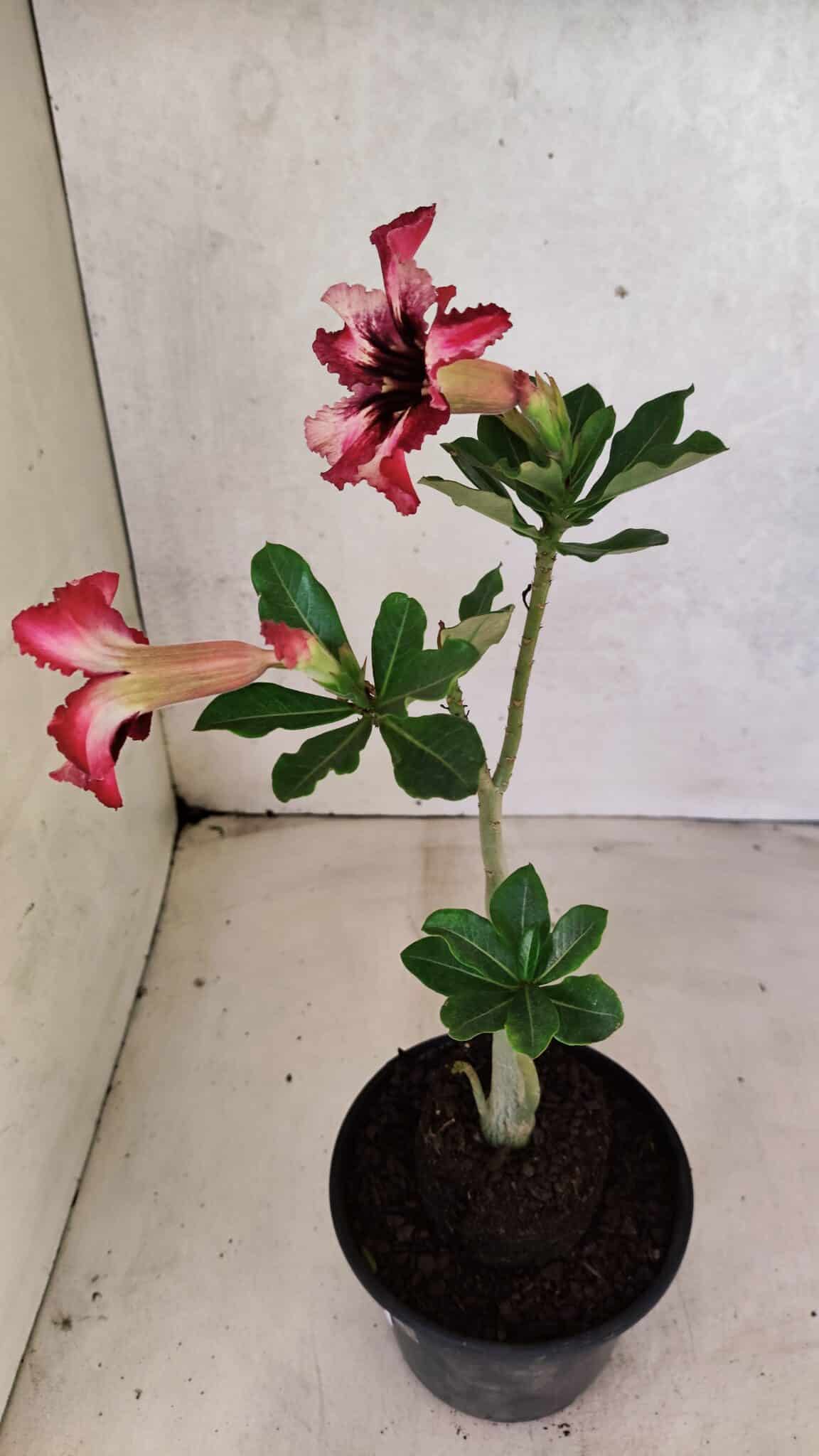 Planta Simples 3384 – 30cm – 02 anos - foto 6