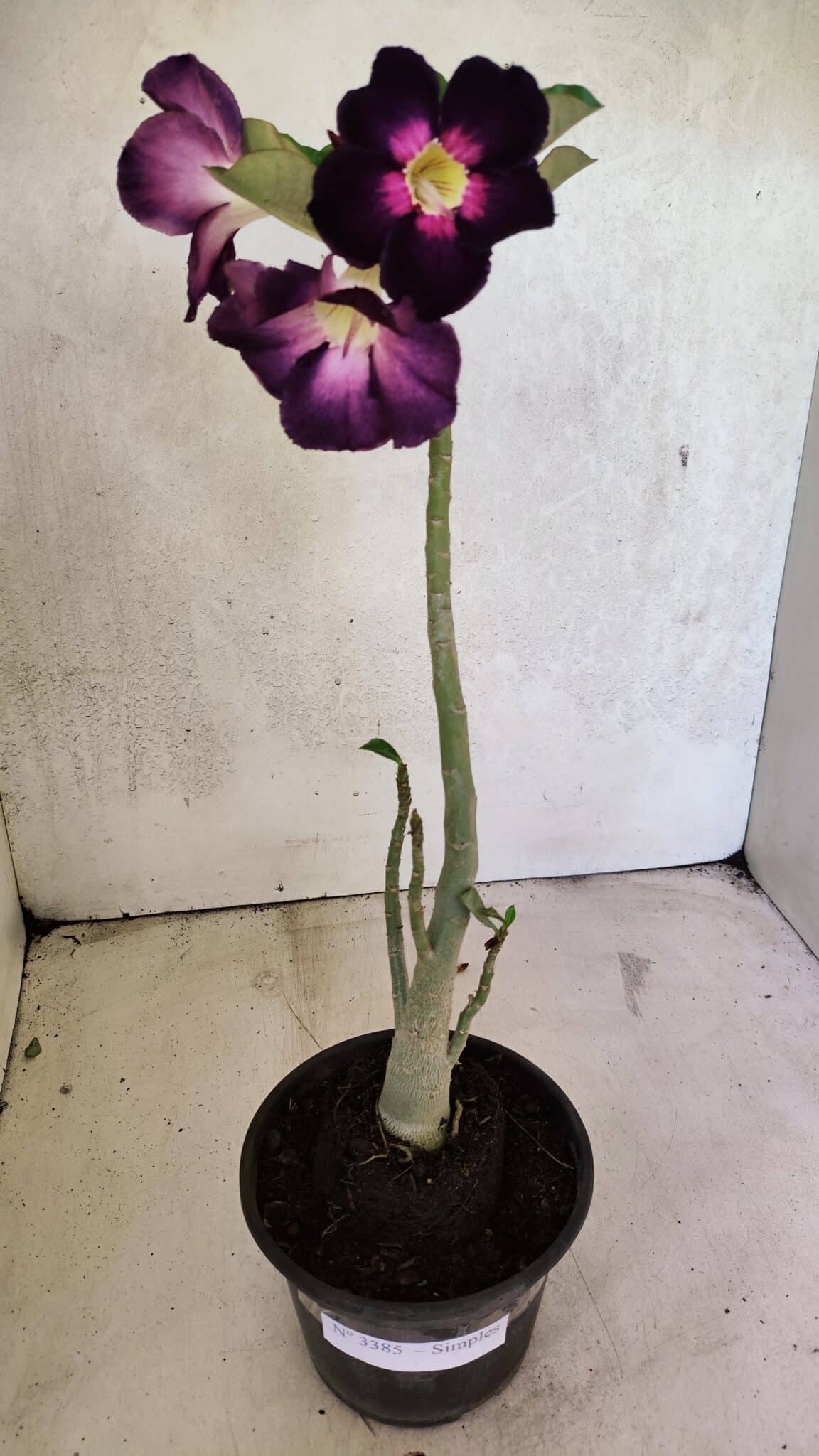 Planta Simples 3385 – 30cm – 02 anos - foto 2