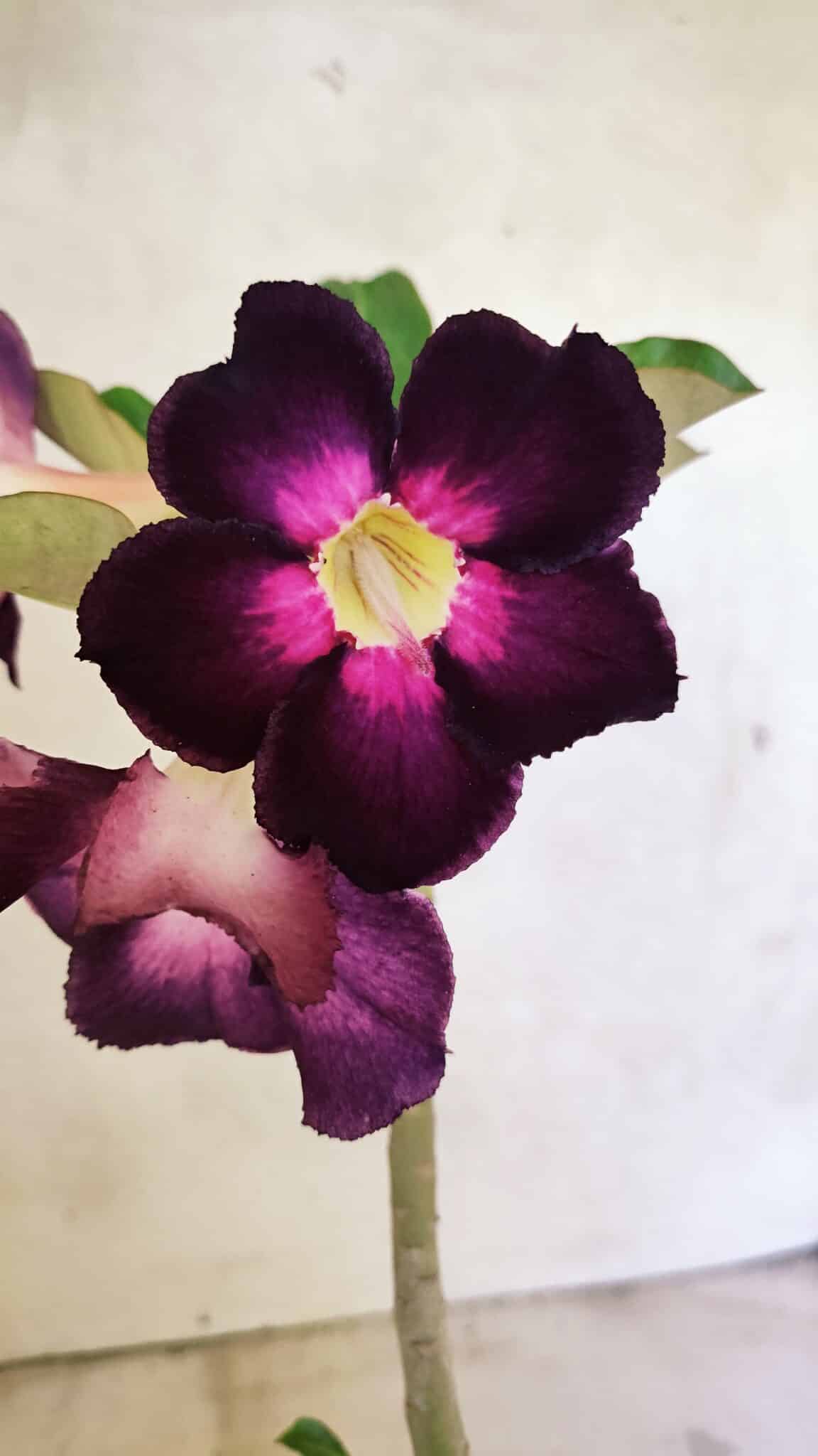 Planta Simples 3385 – 30cm – 02 anos - foto 3