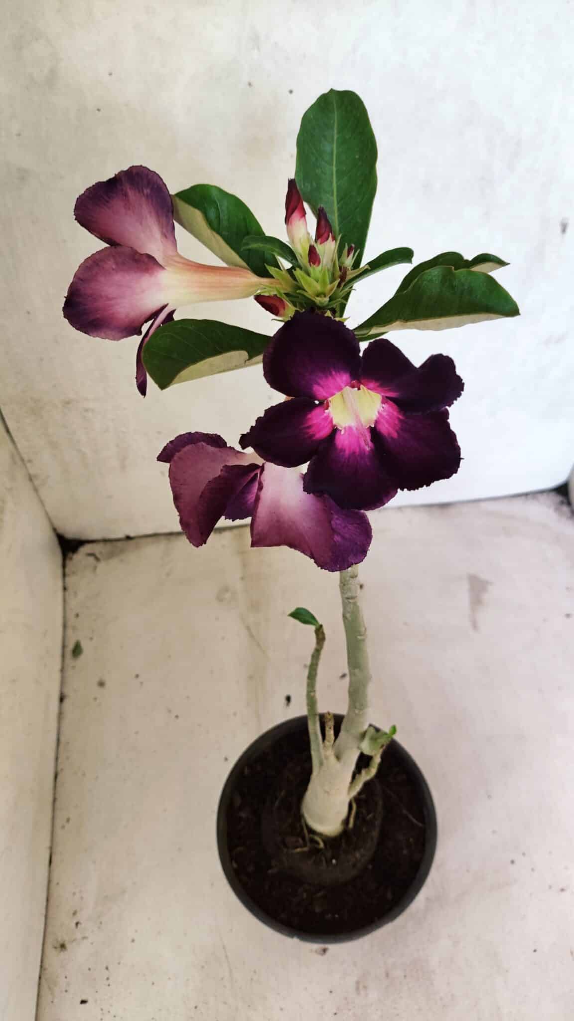 Planta Simples 3385 – 30cm – 02 anos - foto 4