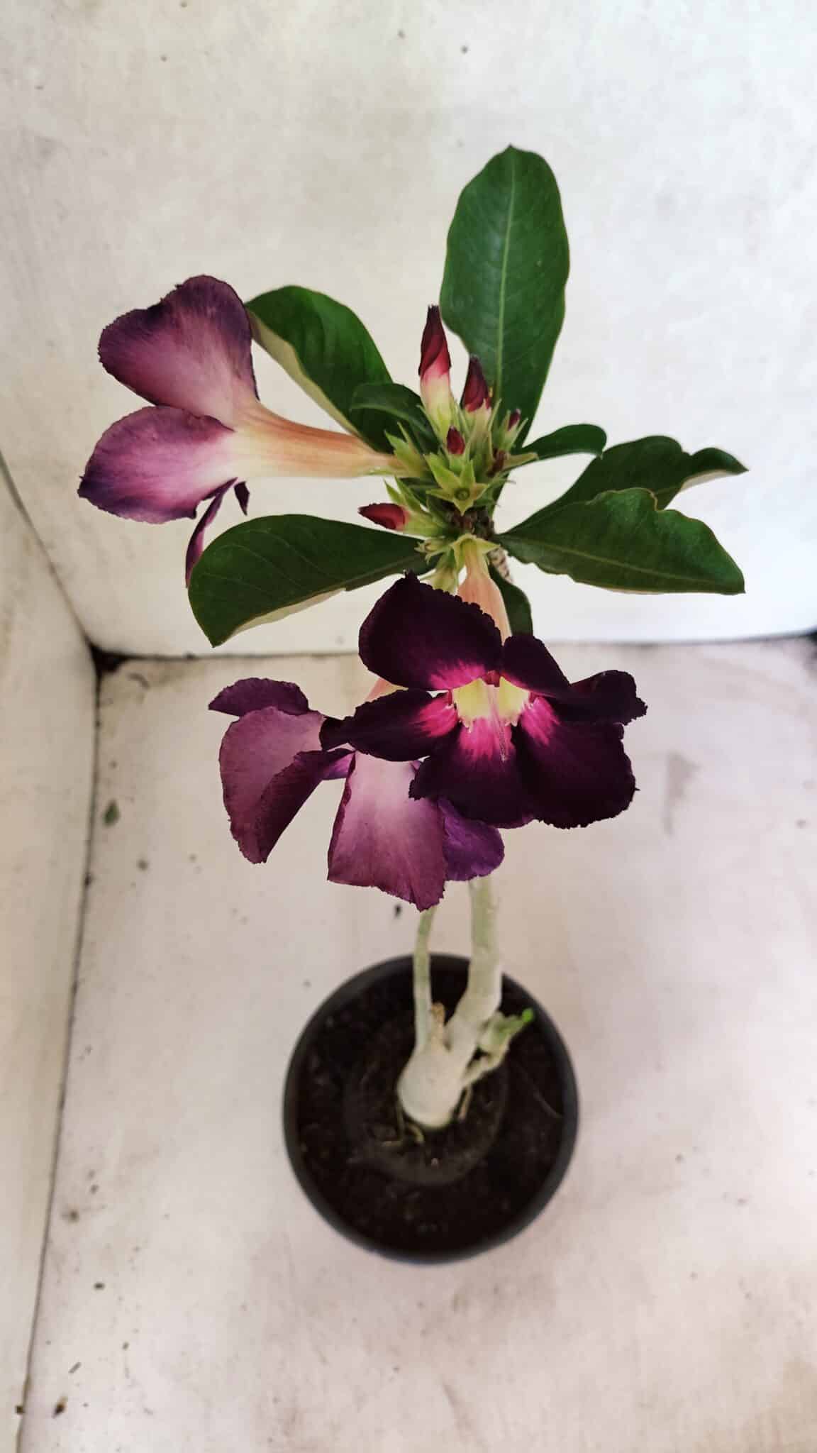 Planta Simples 3385 – 30cm – 02 anos - foto 7