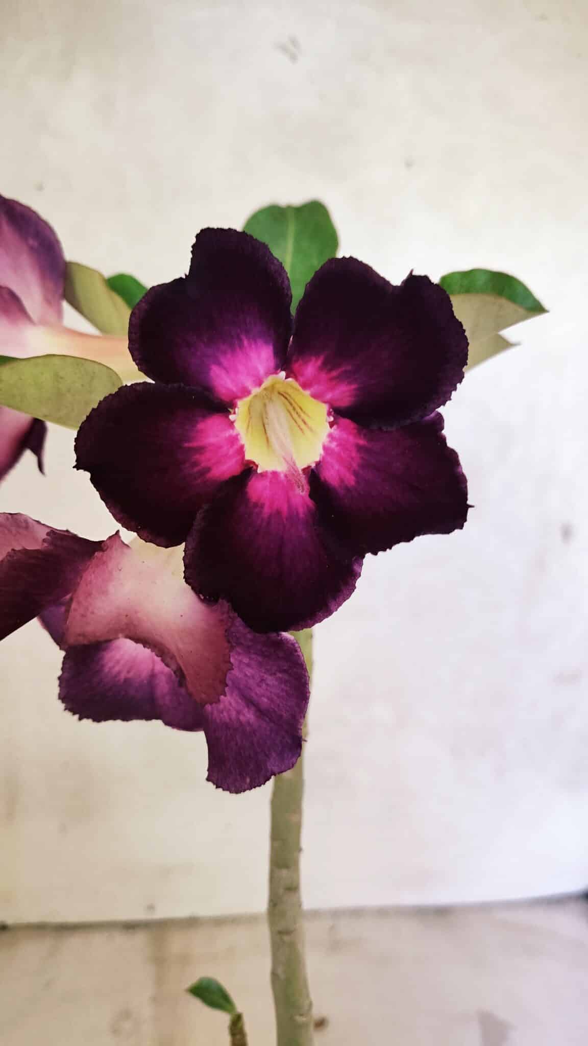 Planta Simples 3385 – 30cm – 02 anos - foto 6