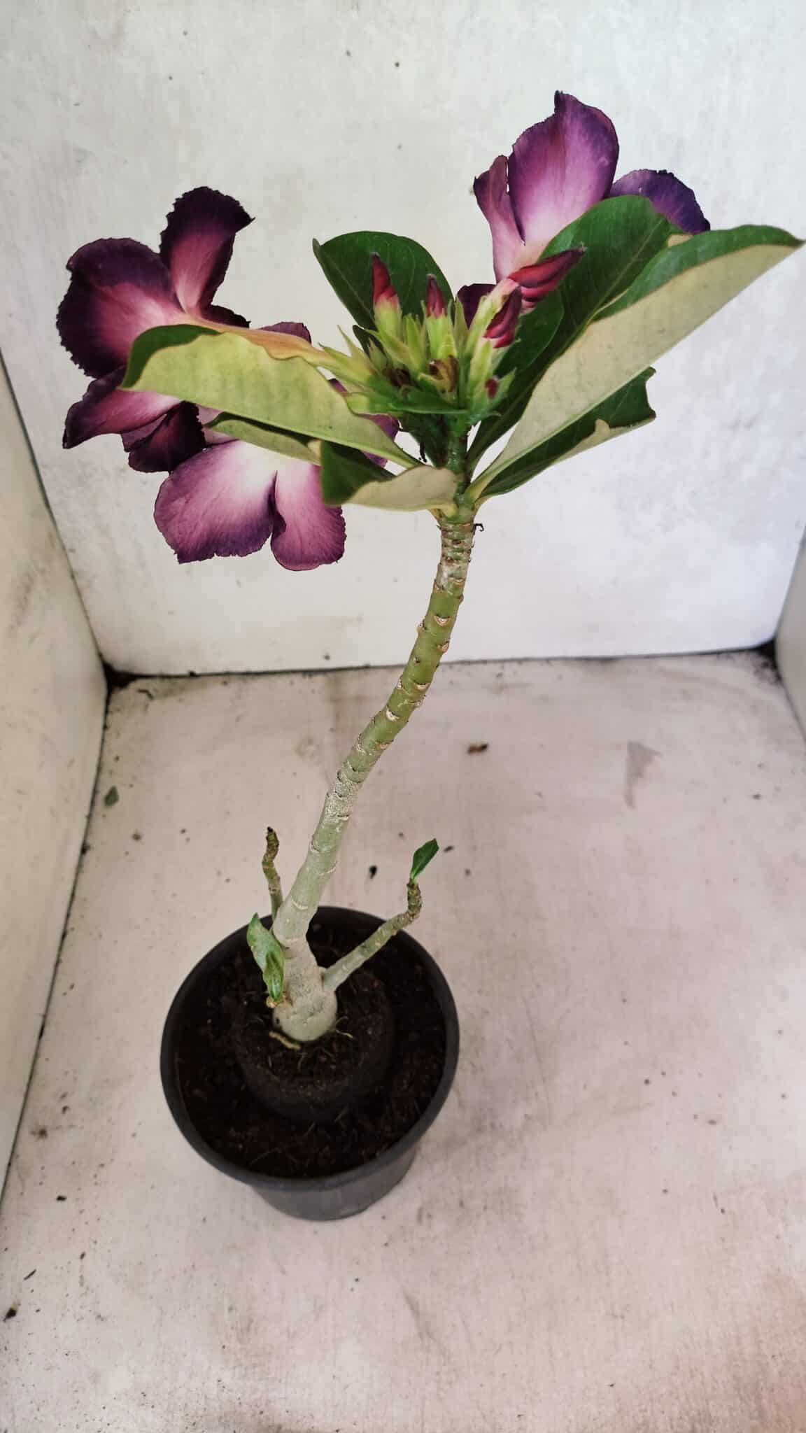 Planta Simples 3385 – 30cm – 02 anos - foto 5