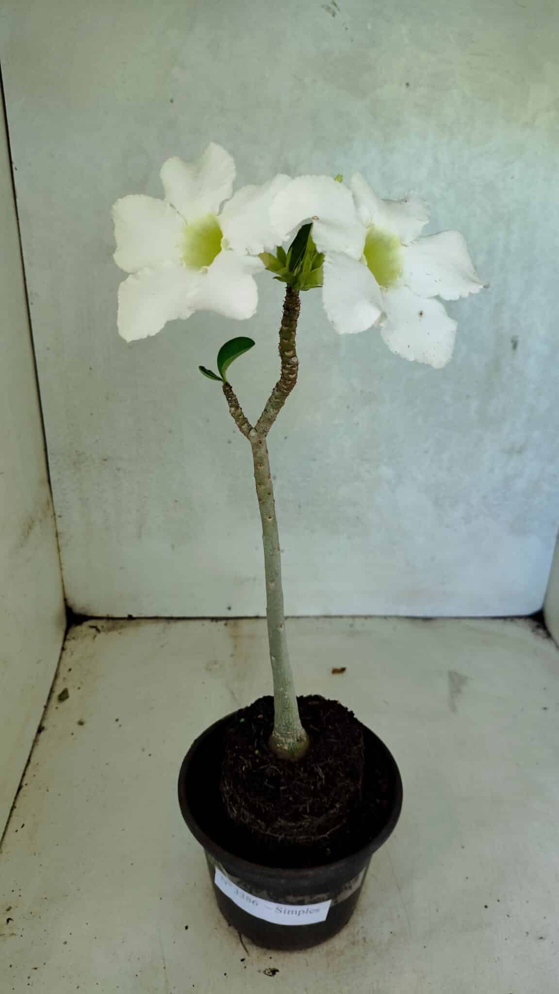 Planta Simples 3386 – 30cm – 02 anos - foto 2