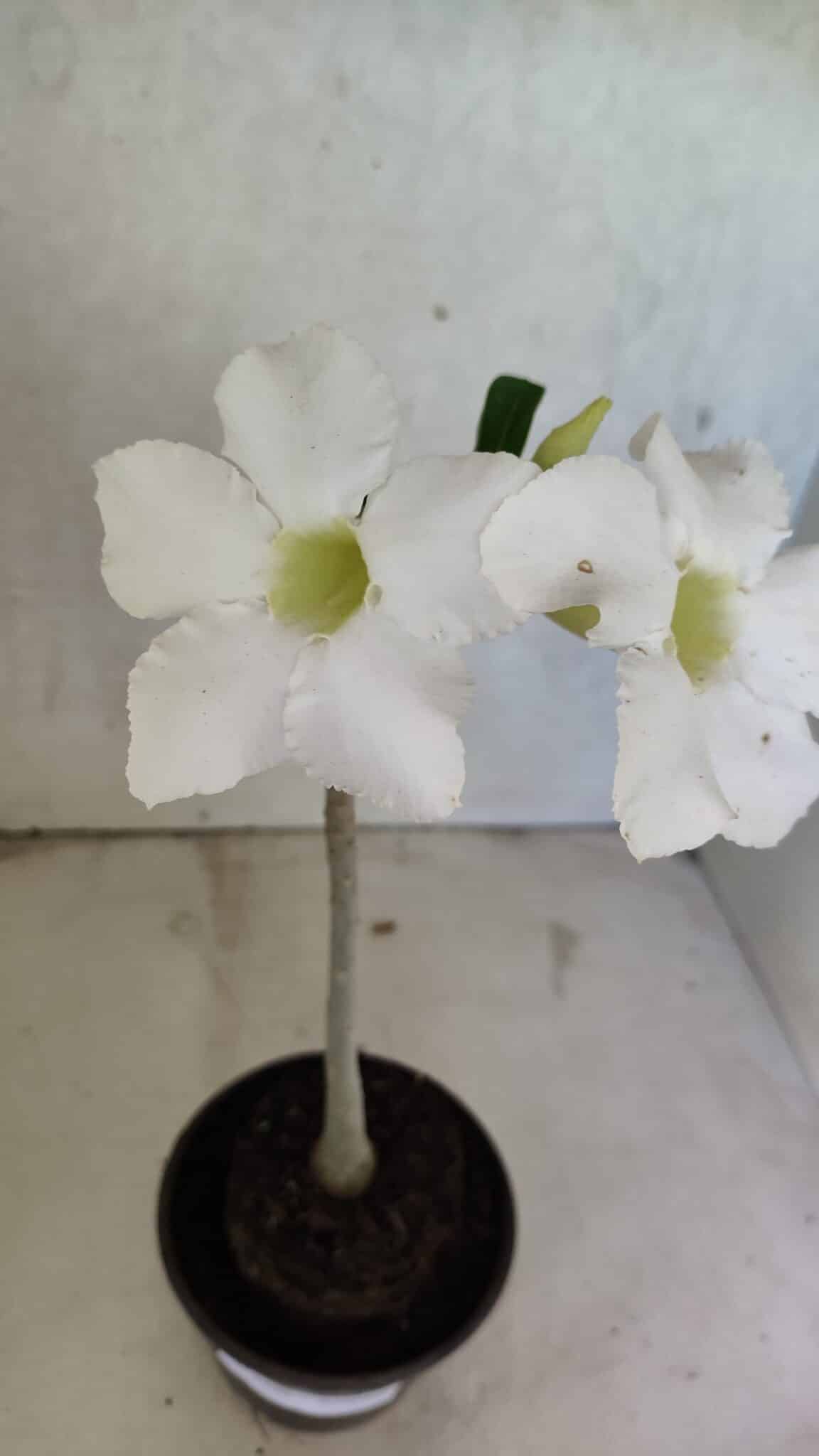 Planta Simples 3386 – 30cm – 02 anos - foto 3