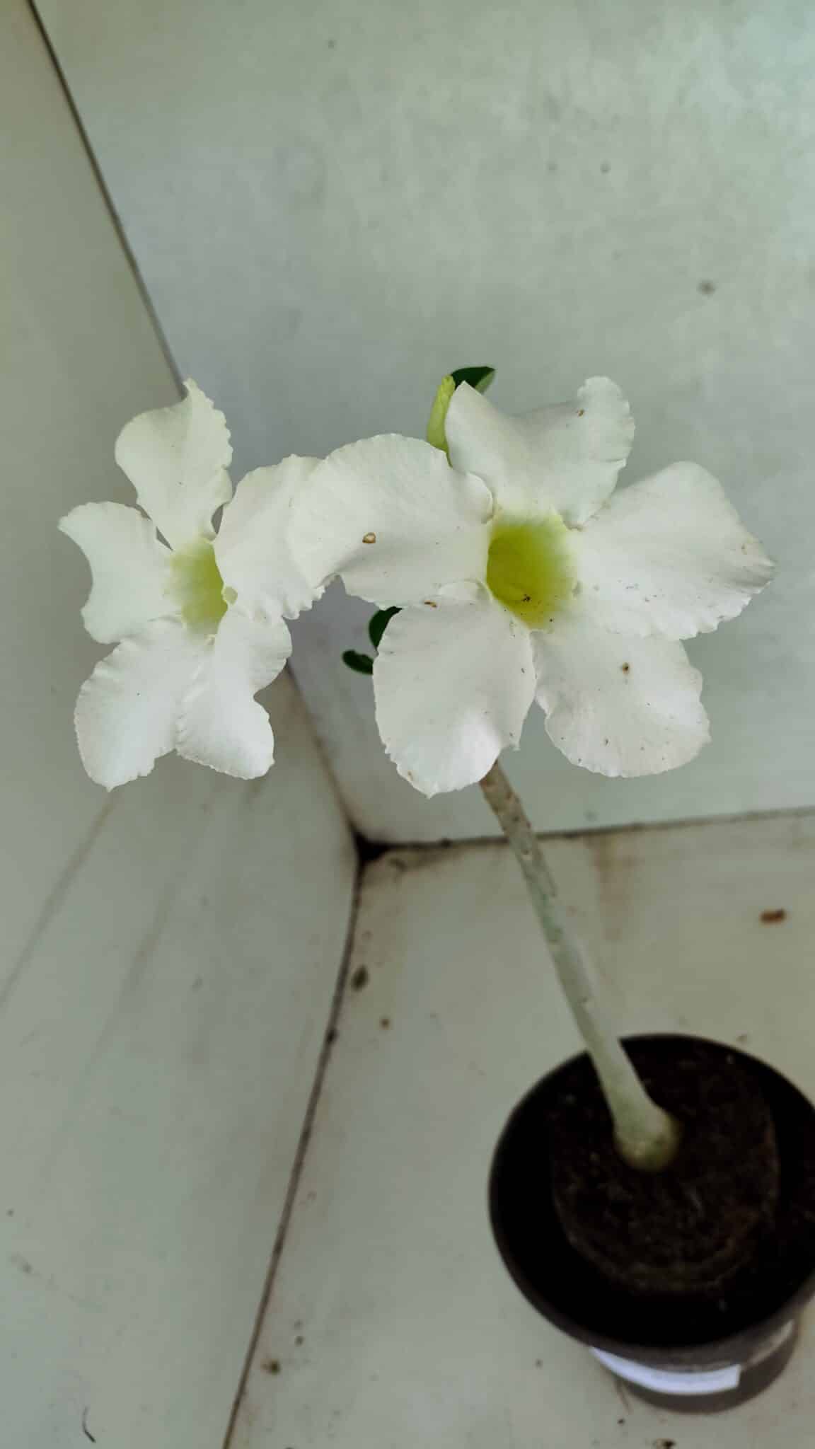Planta Simples 3386 – 30cm – 02 anos - foto 4