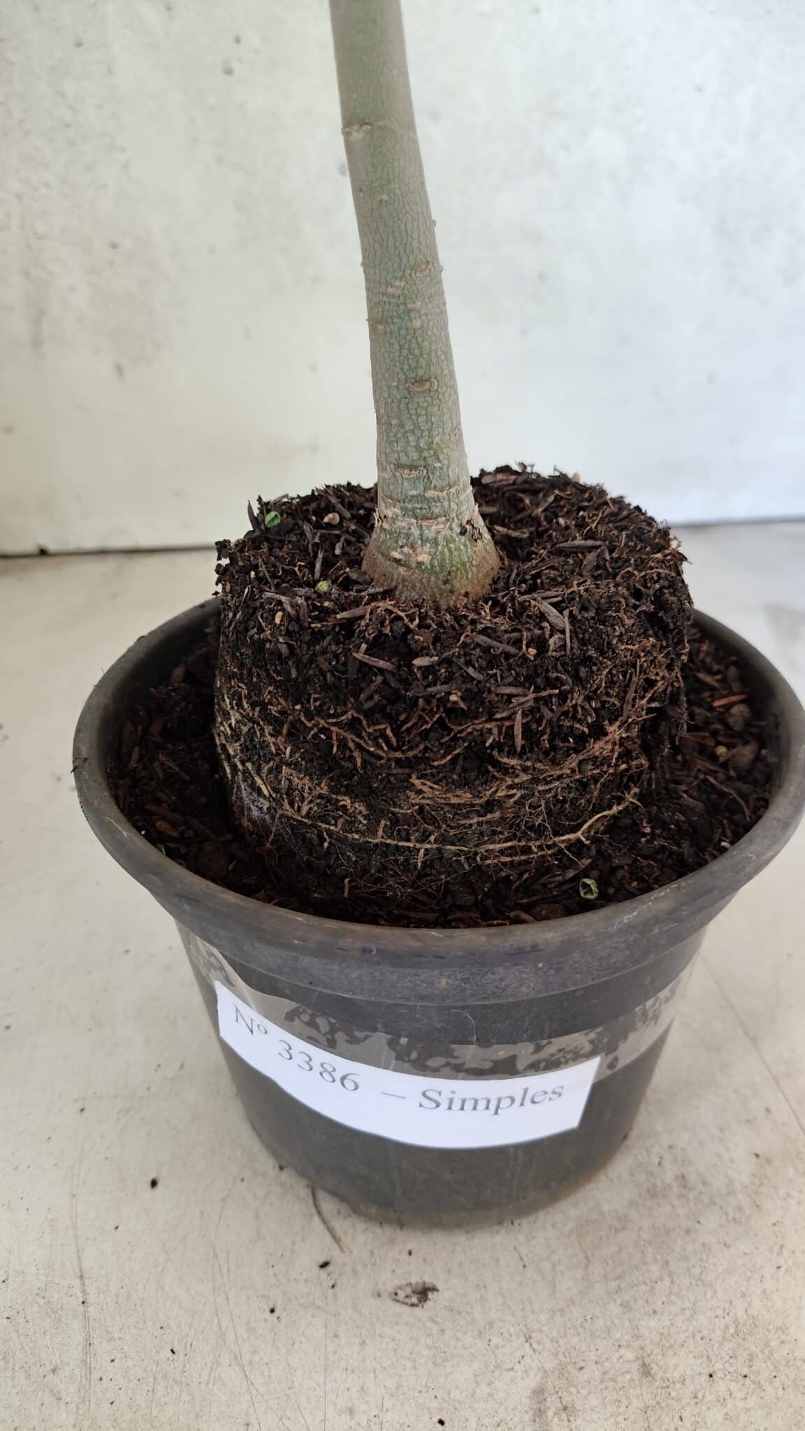Planta Simples 3386 – 30cm – 02 anos - foto 6