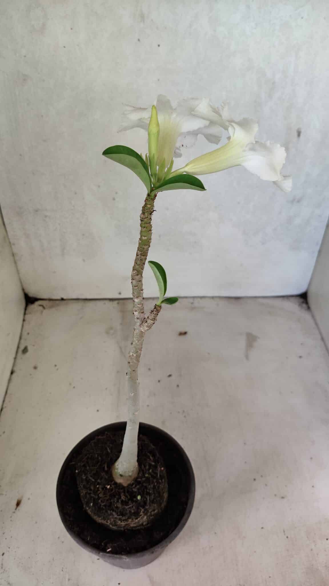 Planta Simples 3386 – 30cm – 02 anos - foto 5
