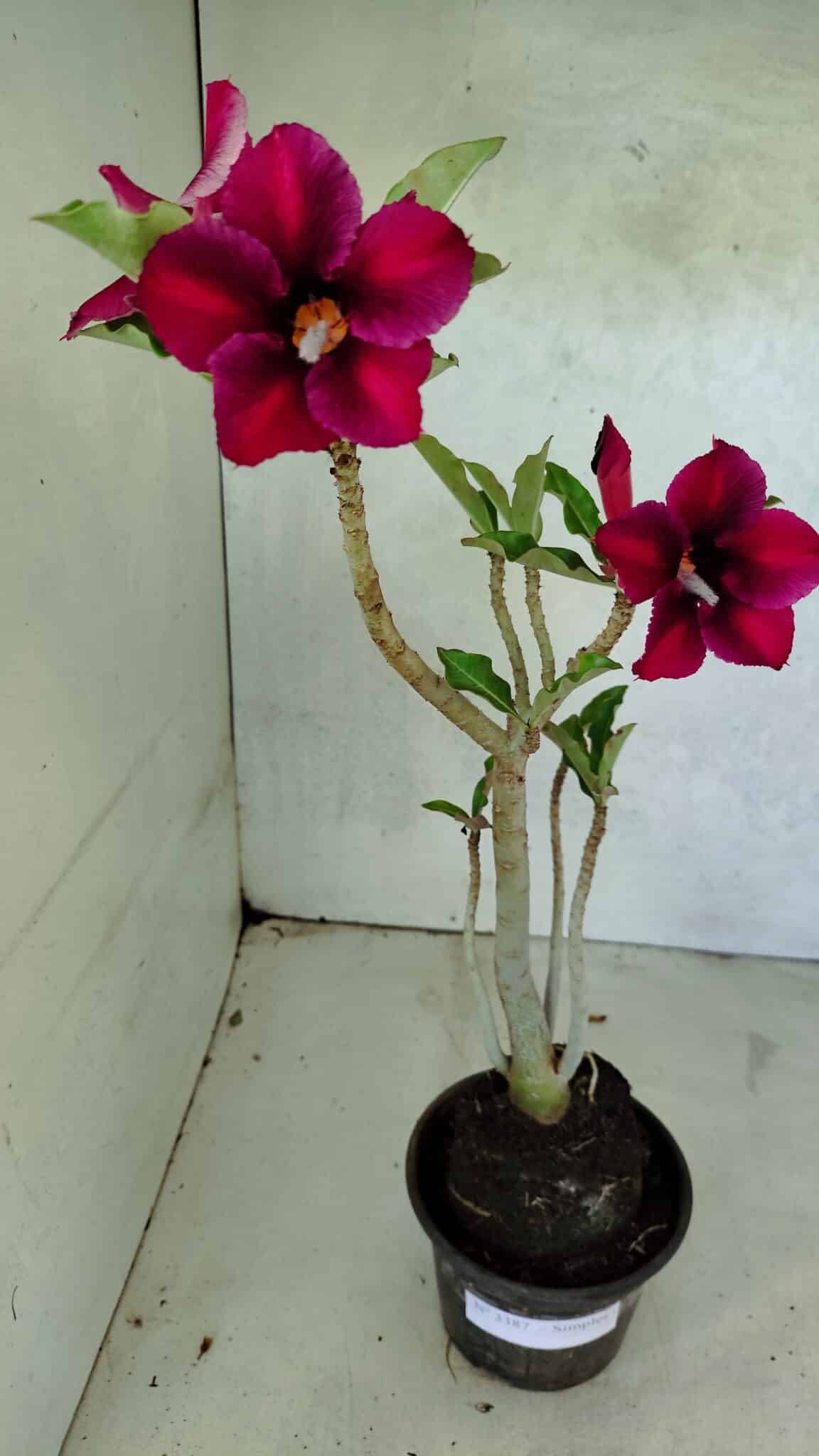 Planta Simples 3387 – 35cm – 03 anos - foto 2