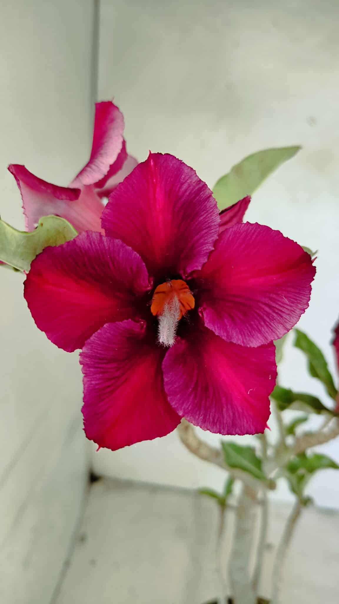 Planta Simples 3387 – 35cm – 03 anos - foto 3