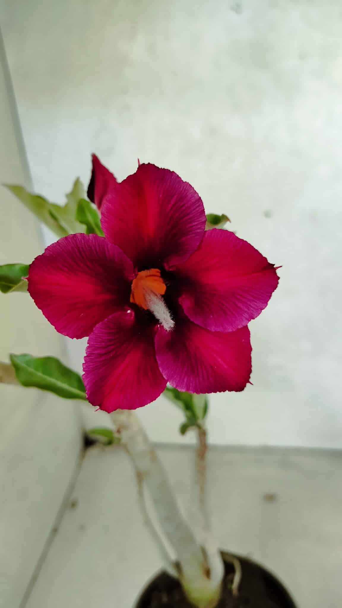 Planta Simples 3387 – 35cm – 03 anos - foto 4