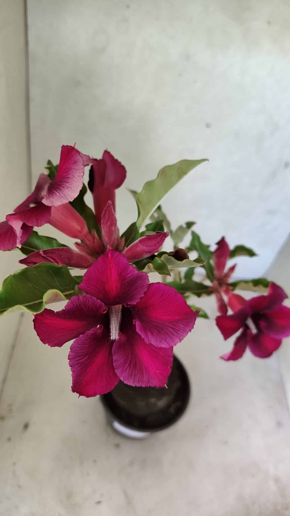 Planta Simples 3387 – 35cm – 03 anos - foto 5