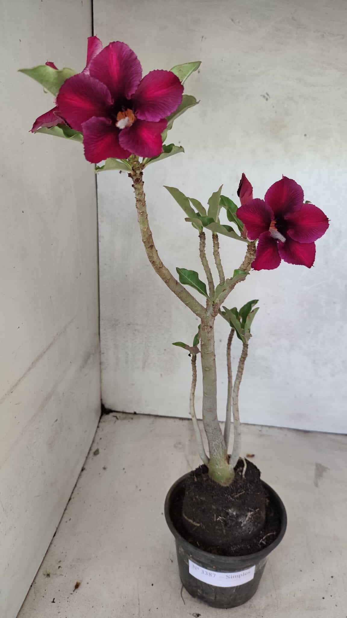 Planta Simples 3387 – 35cm – 03 anos - foto 8