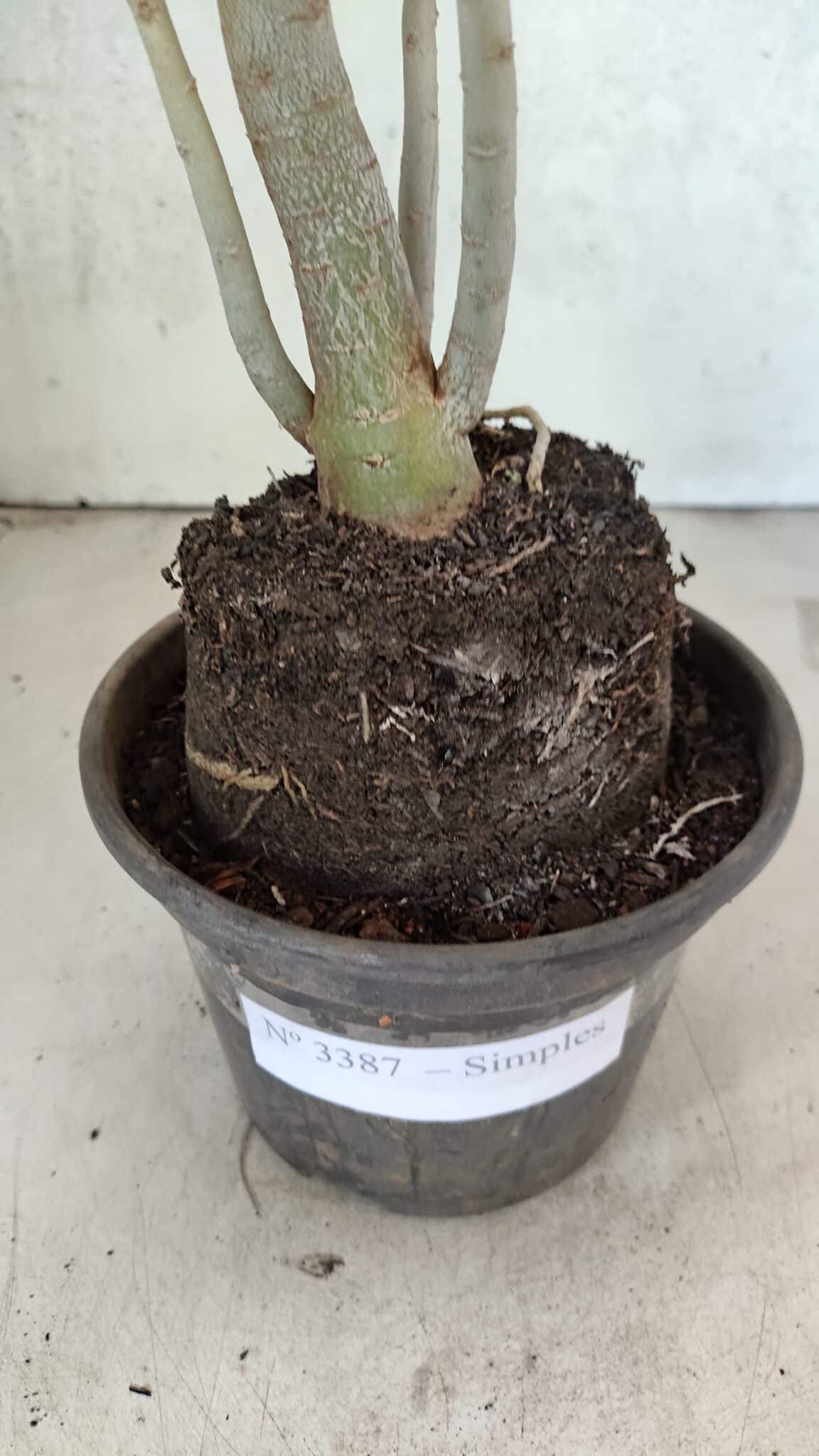 Planta Simples 3387 – 35cm – 03 anos - foto 7