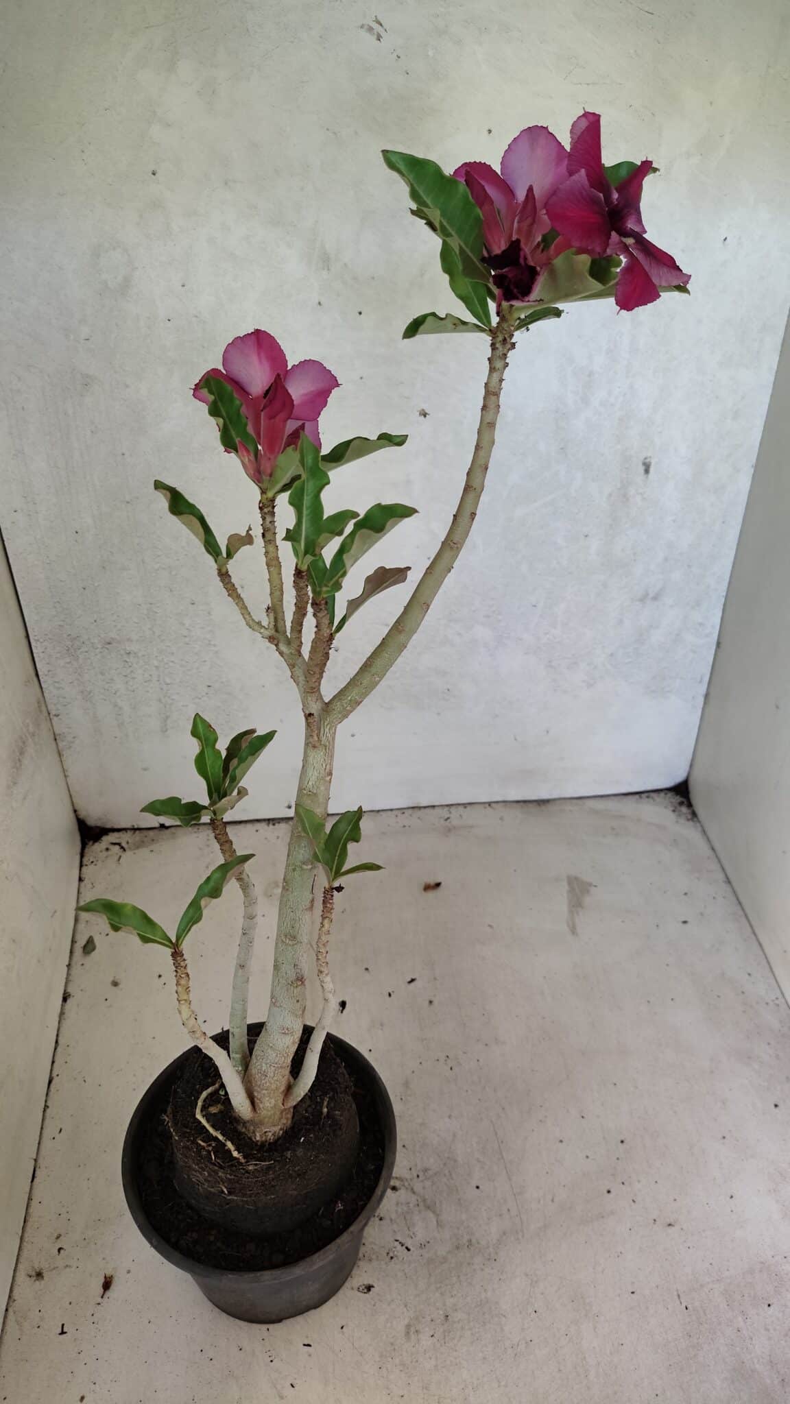 Planta Simples 3387 – 35cm – 03 anos - foto 6